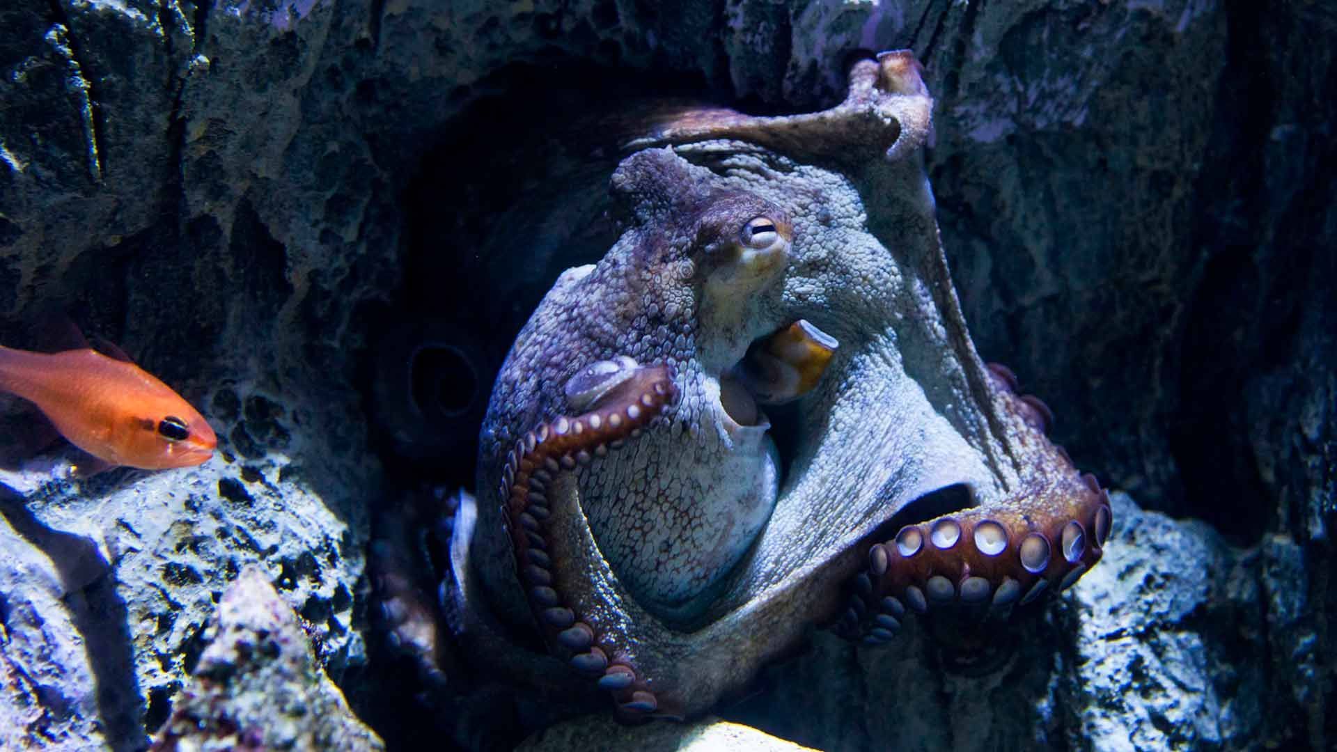 Comun Octopus