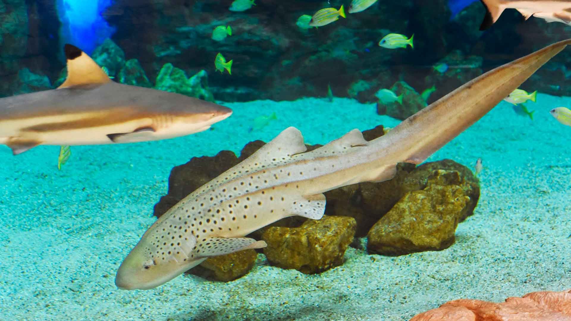 Zebra Shark