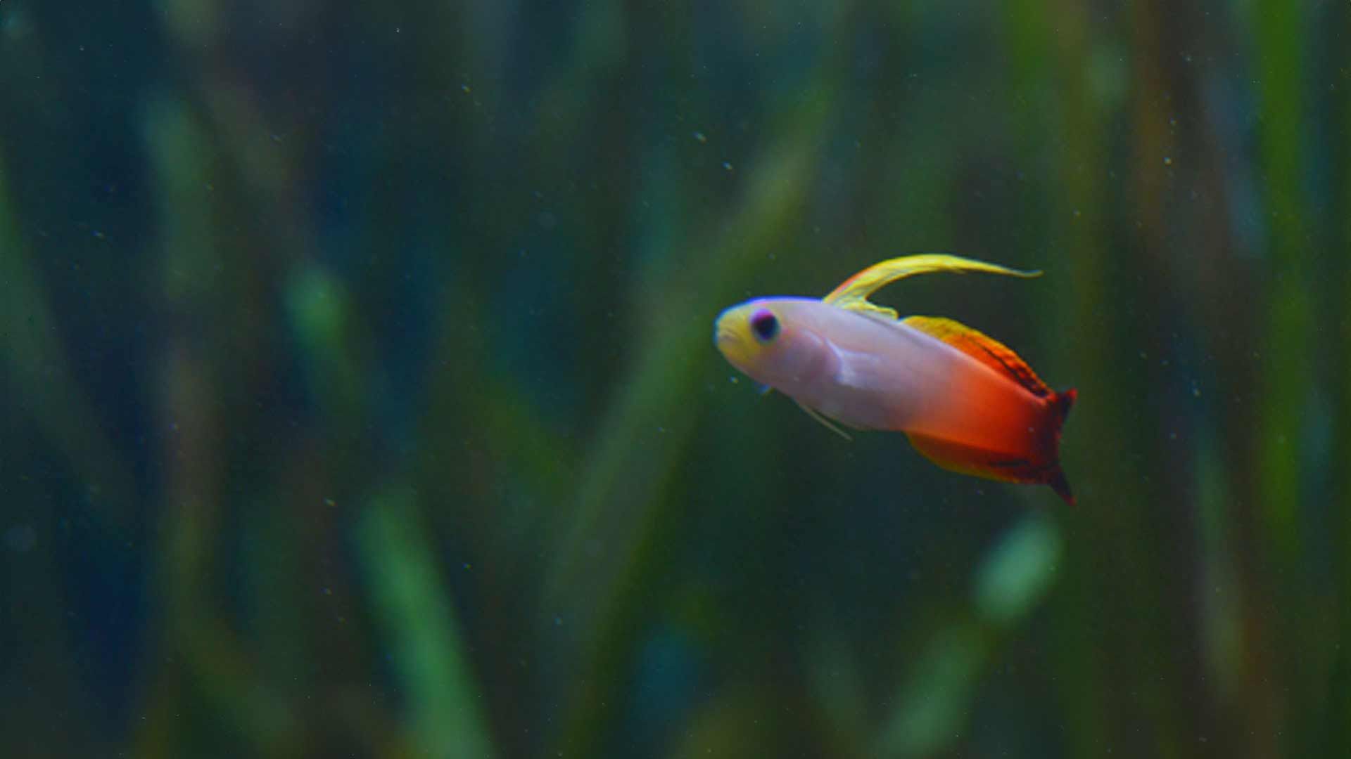 Fire Goby