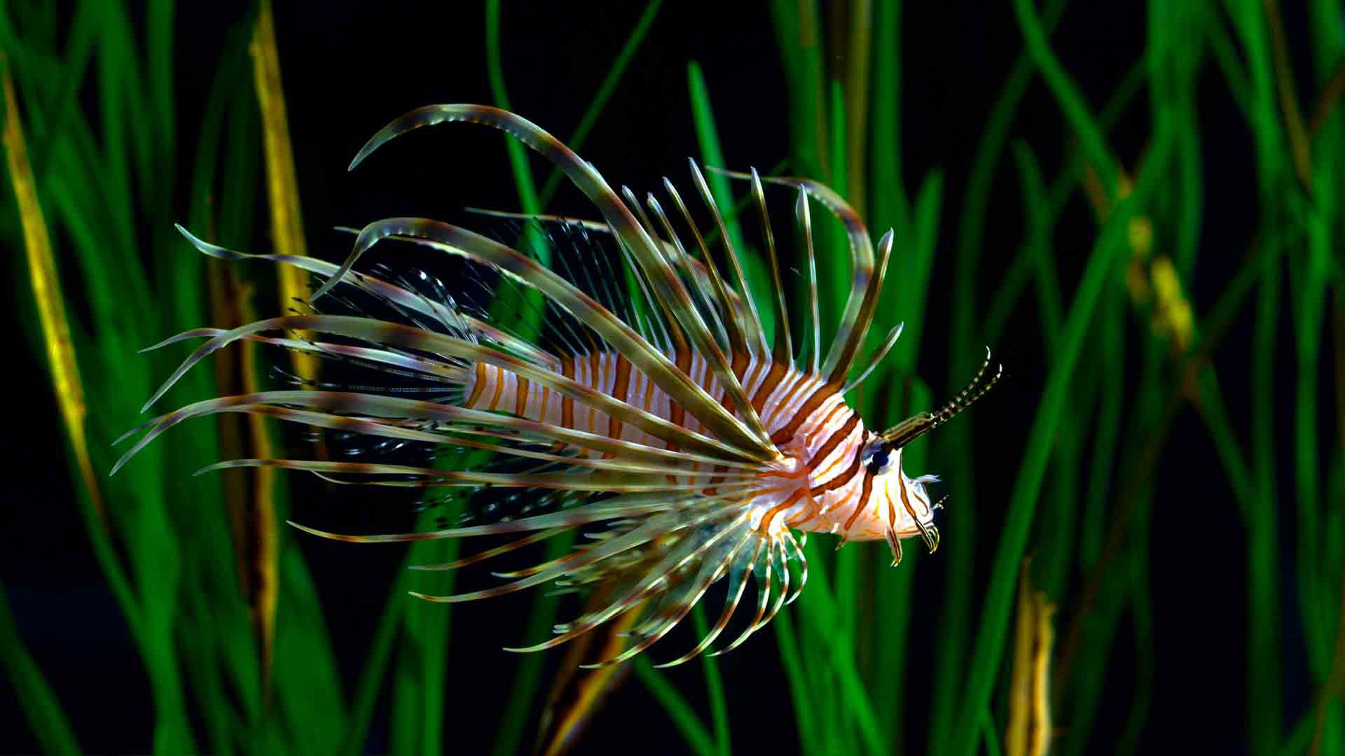 Lionfish