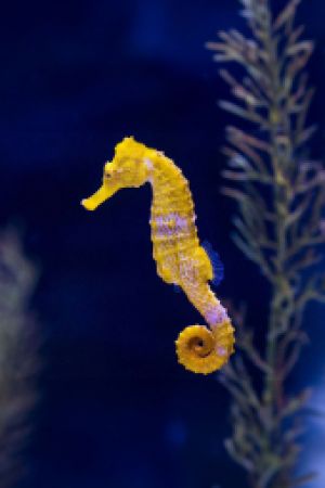 Seahorse Poema del Mar Aquarium Gran Canaria