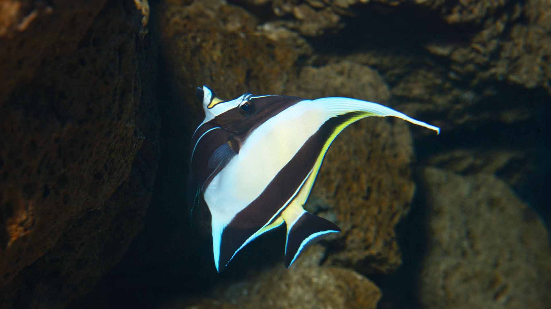 Moorish Idol