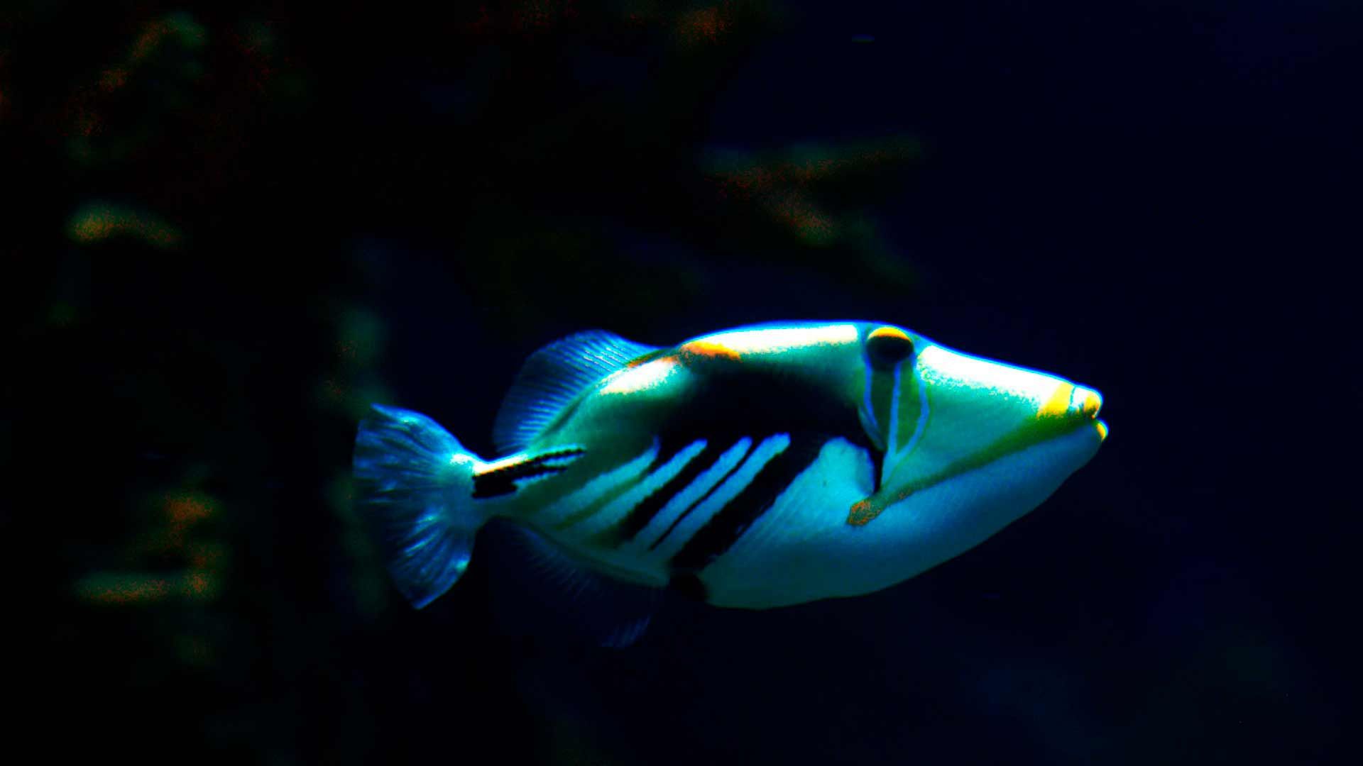 Lagoon Triggerfish