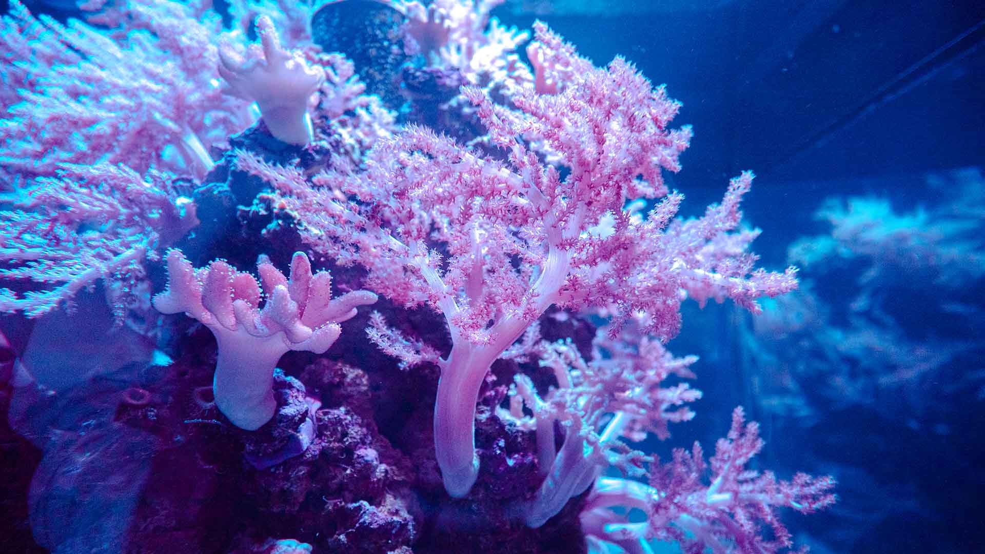 Flexible leather coral Poema Del Mar Aquarium Gran Canaria