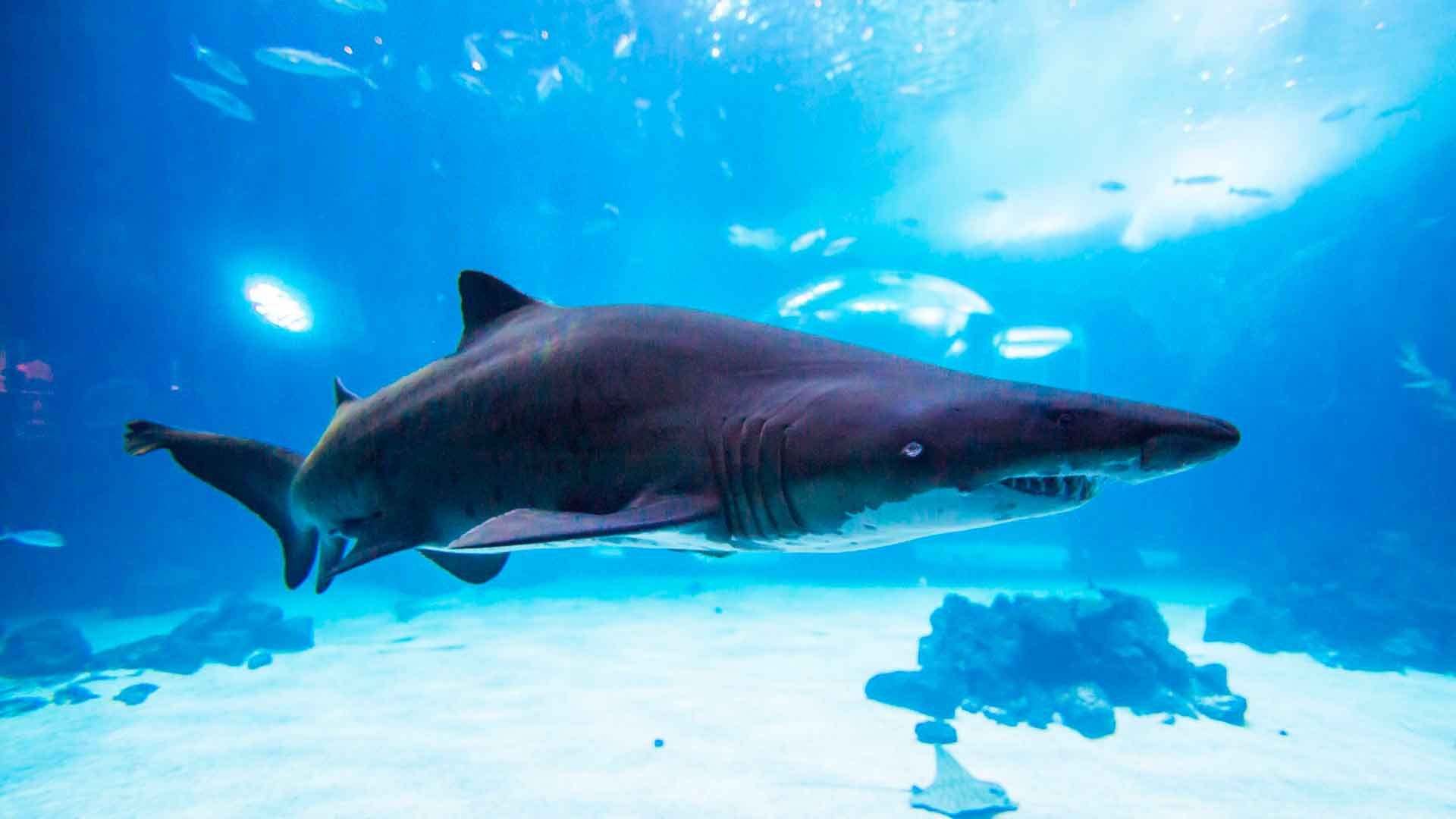 Sand Tiger Shark