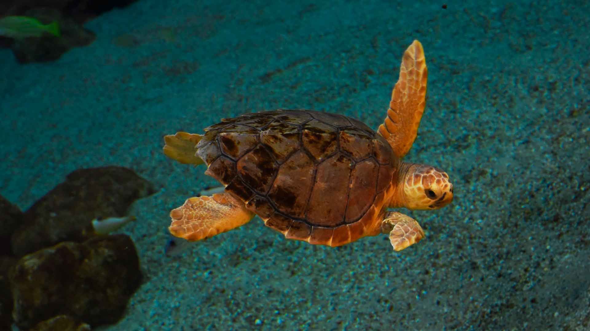 Loggerhead Sea Turtle