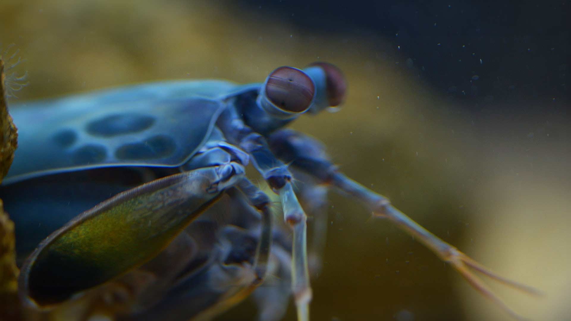 Peacock Mantis Shrimp