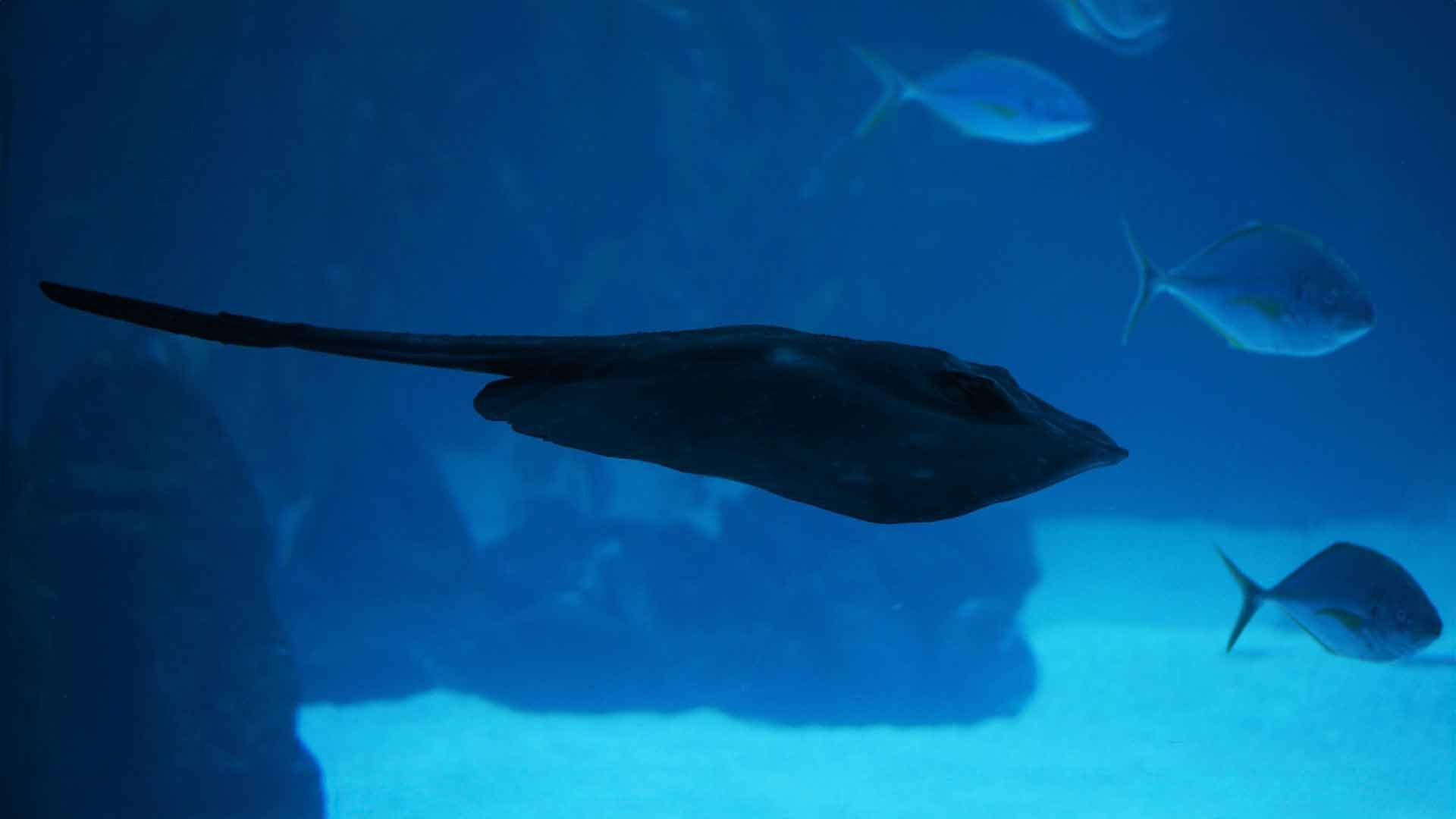 Round stingray Poema Del Mar Aquarium Gran Canaria