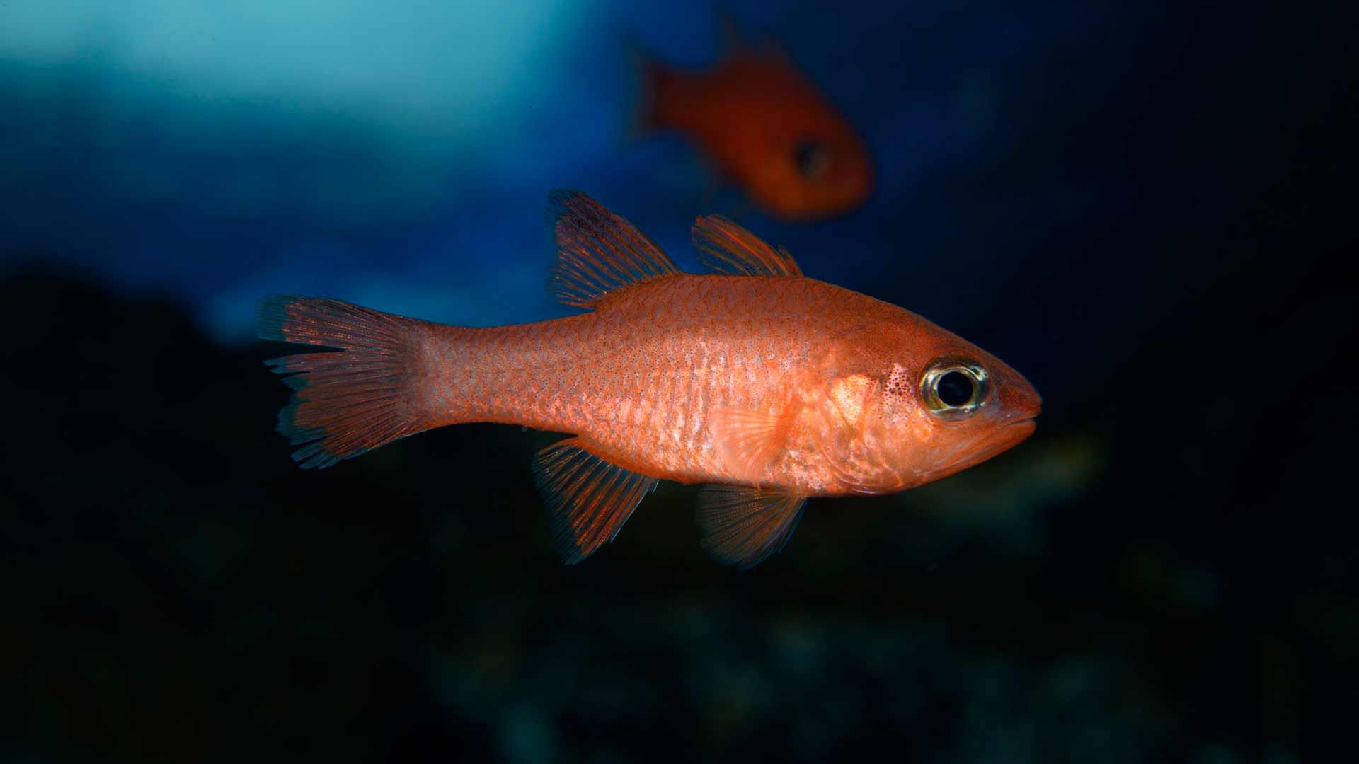 Cardinal Fish