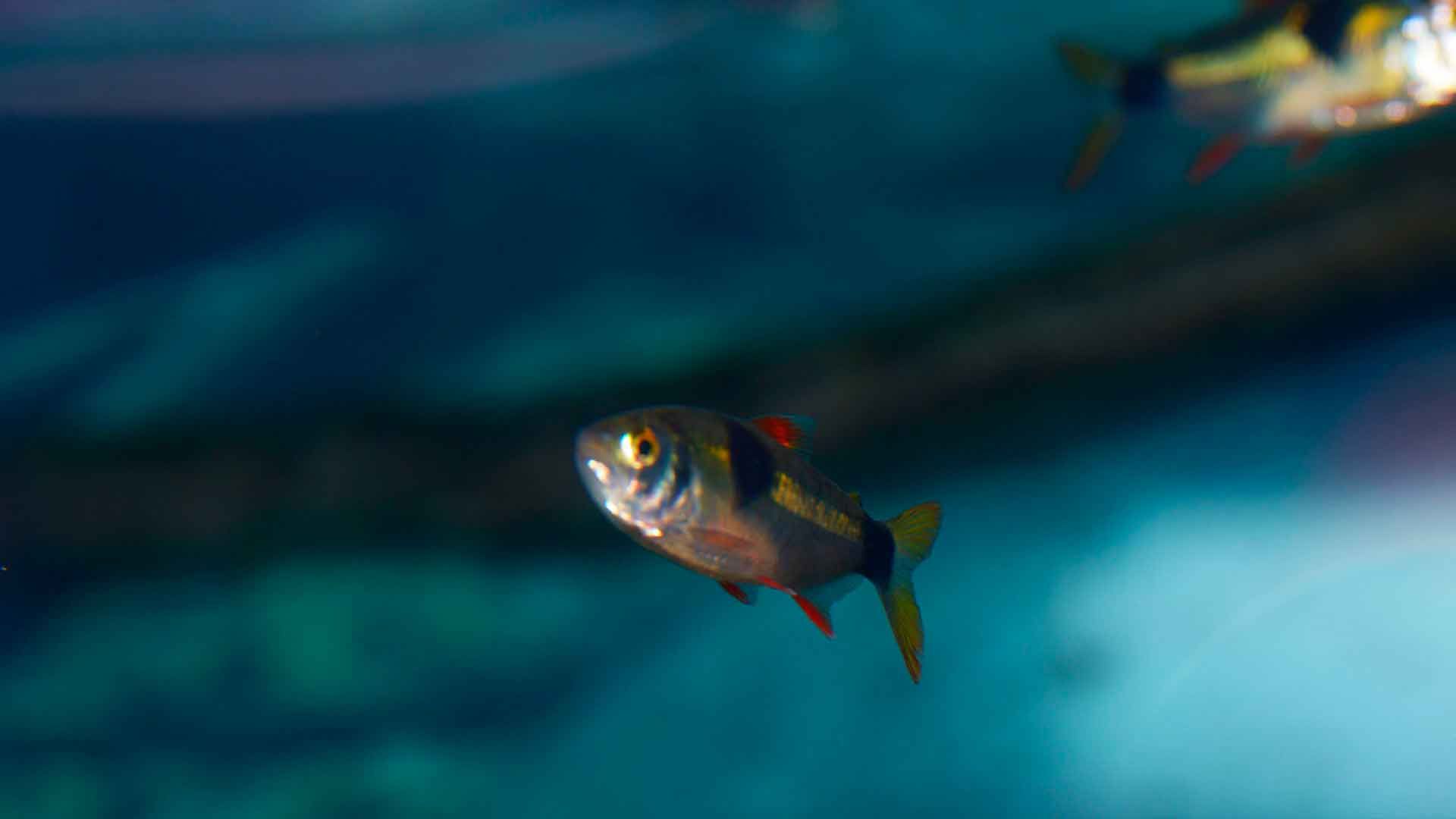 Bucktooth Tetra