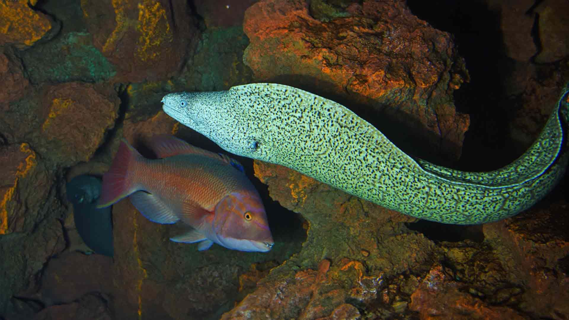 Morena del Mediterráneo