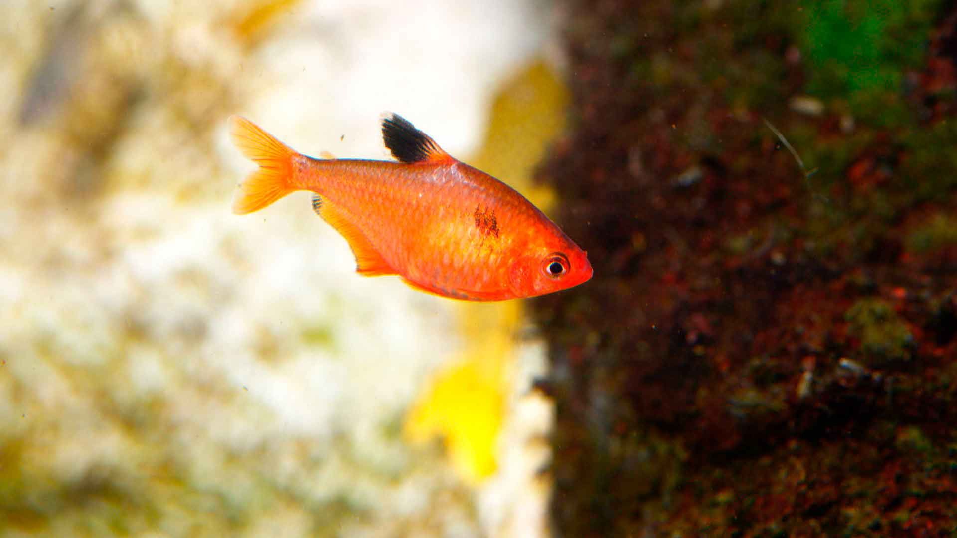 Tetra Fantasma Rojo