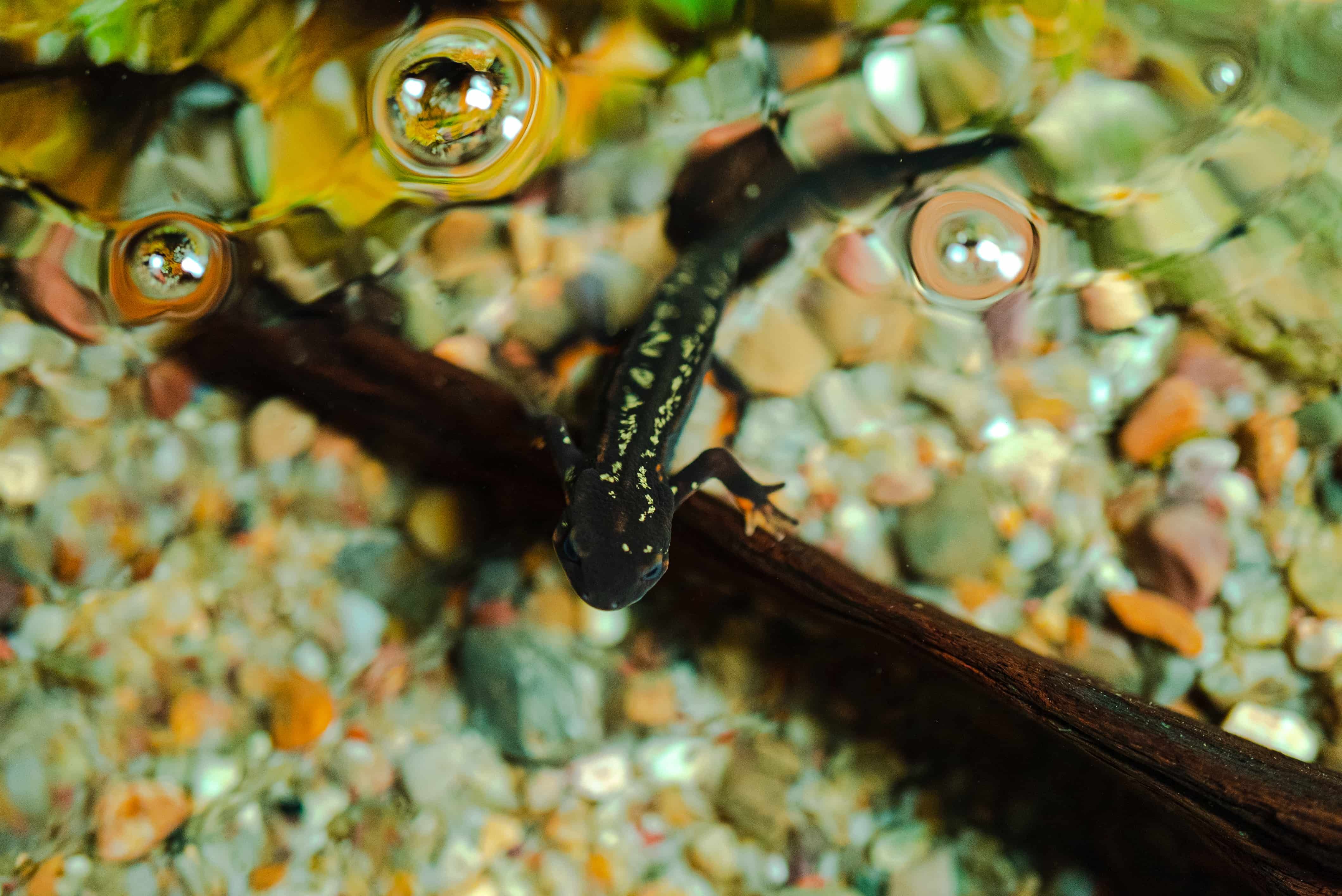 Rana arborícola de Australia
