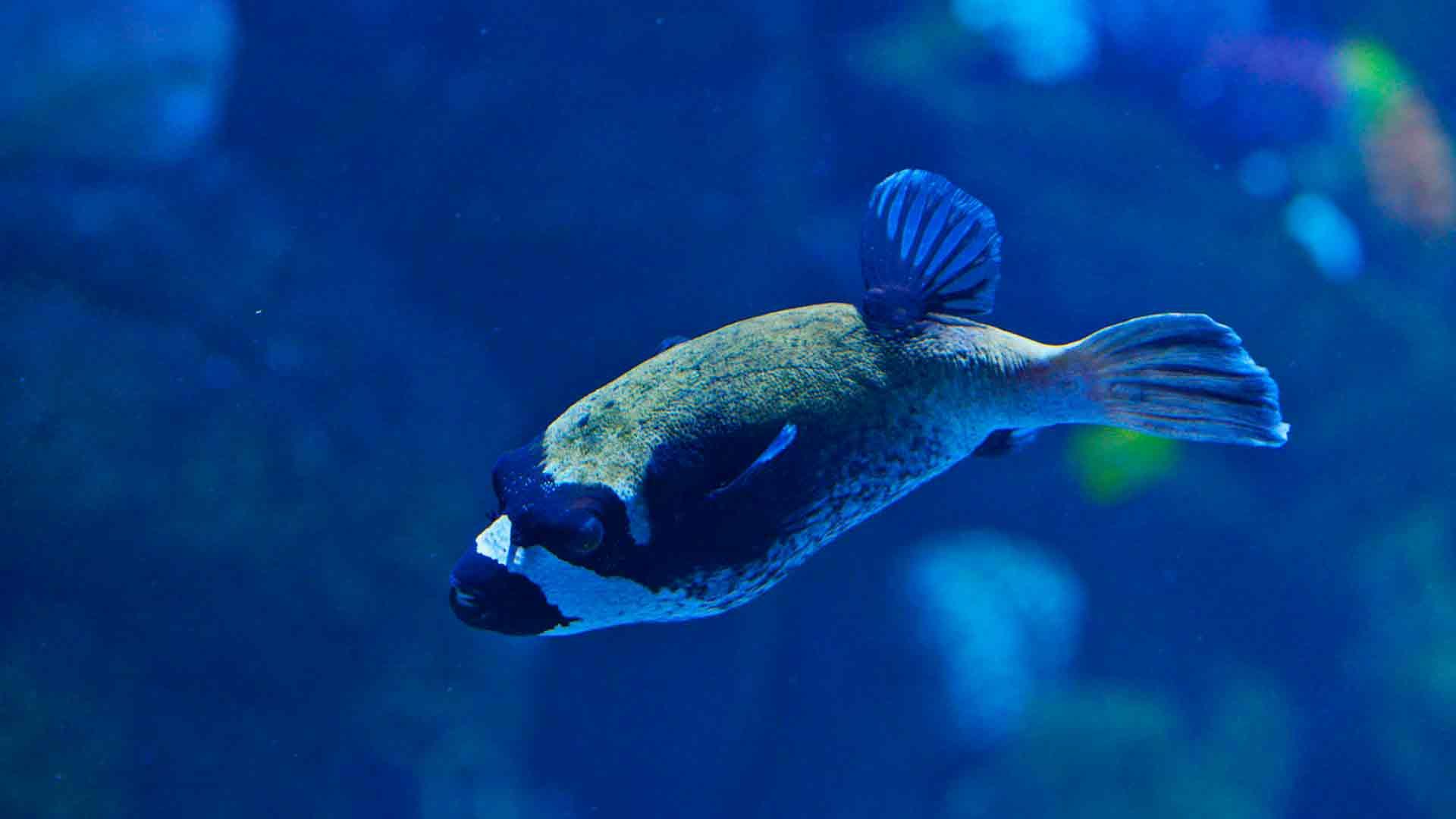 Masked Puffer