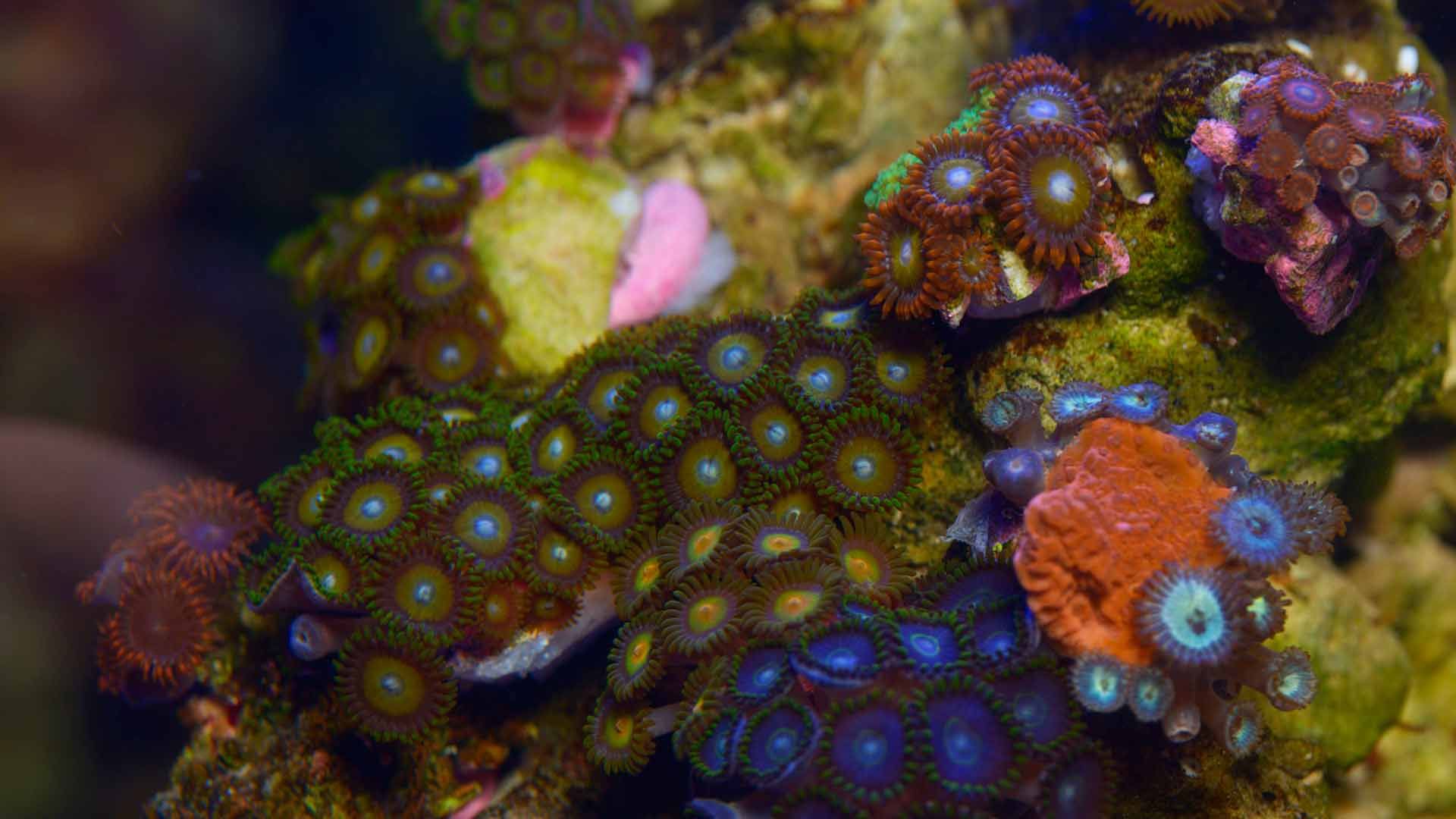 Coral Reef Polyps