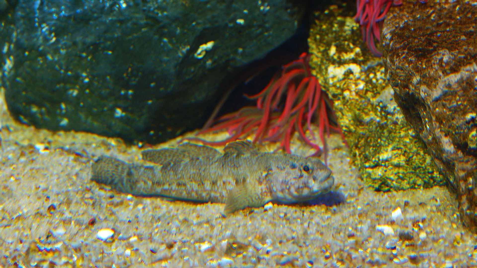 Black Goby