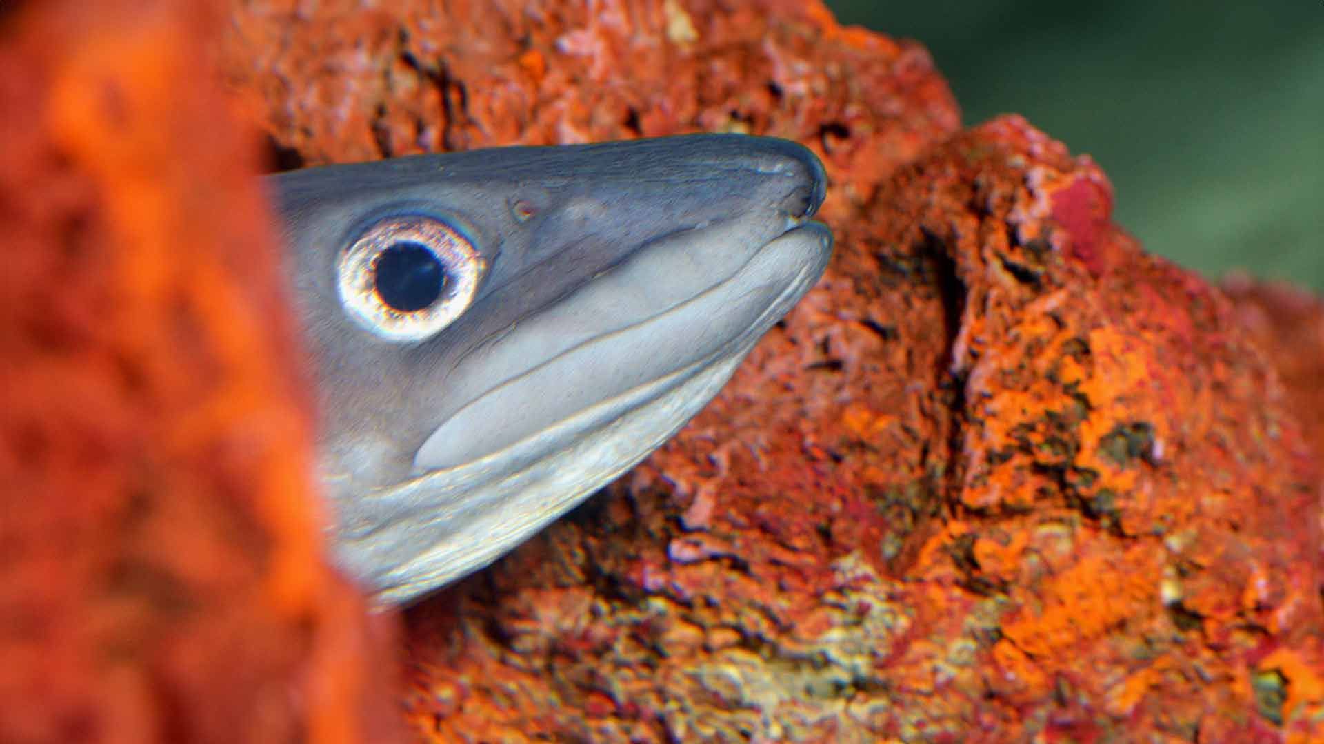 Conger Eel