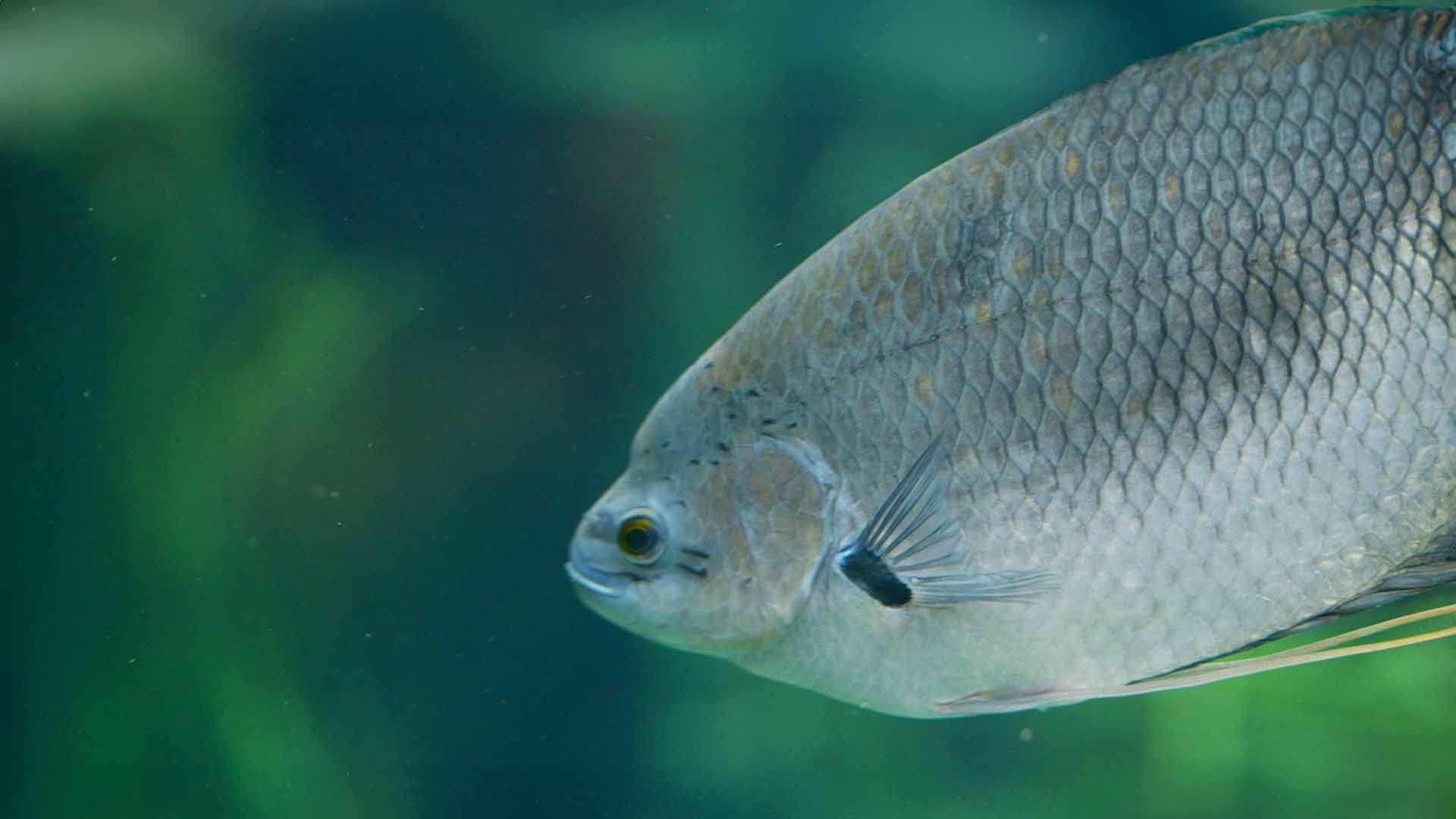 Gourami de Cola Roja