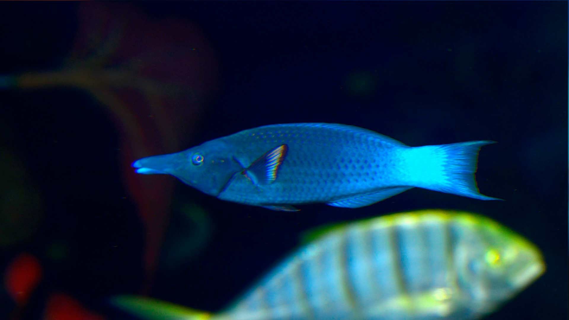 Blauer Vogel-Lippfisch Poema Del Mar Aquarium Gran Canaria