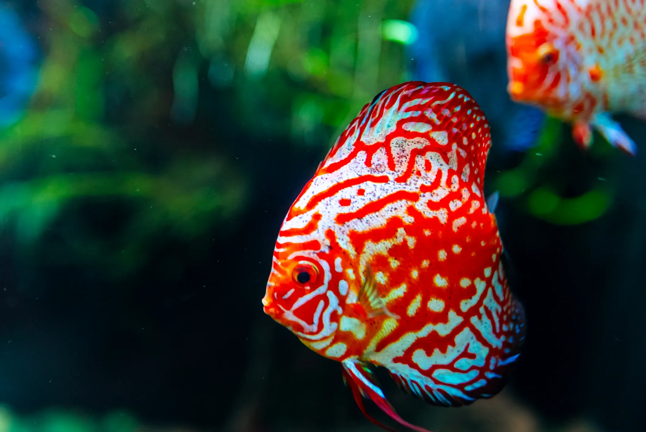 Pez Disco rojo y blanco
