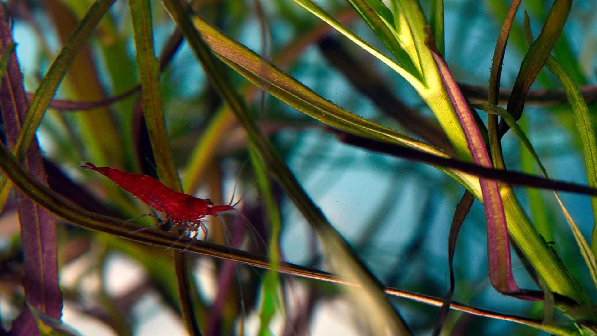 Cherry Shrimp