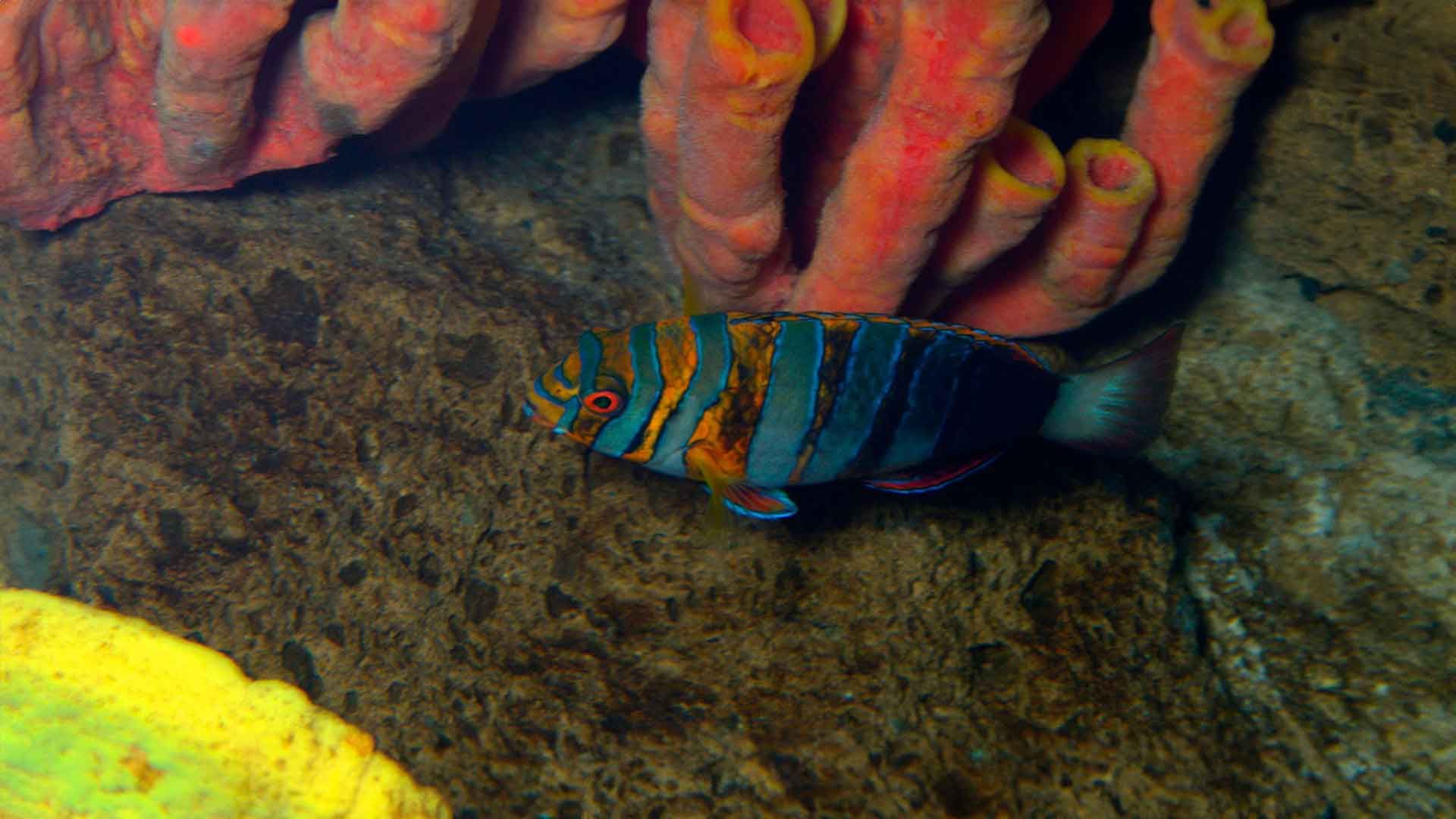 Harlequin Tuskfish