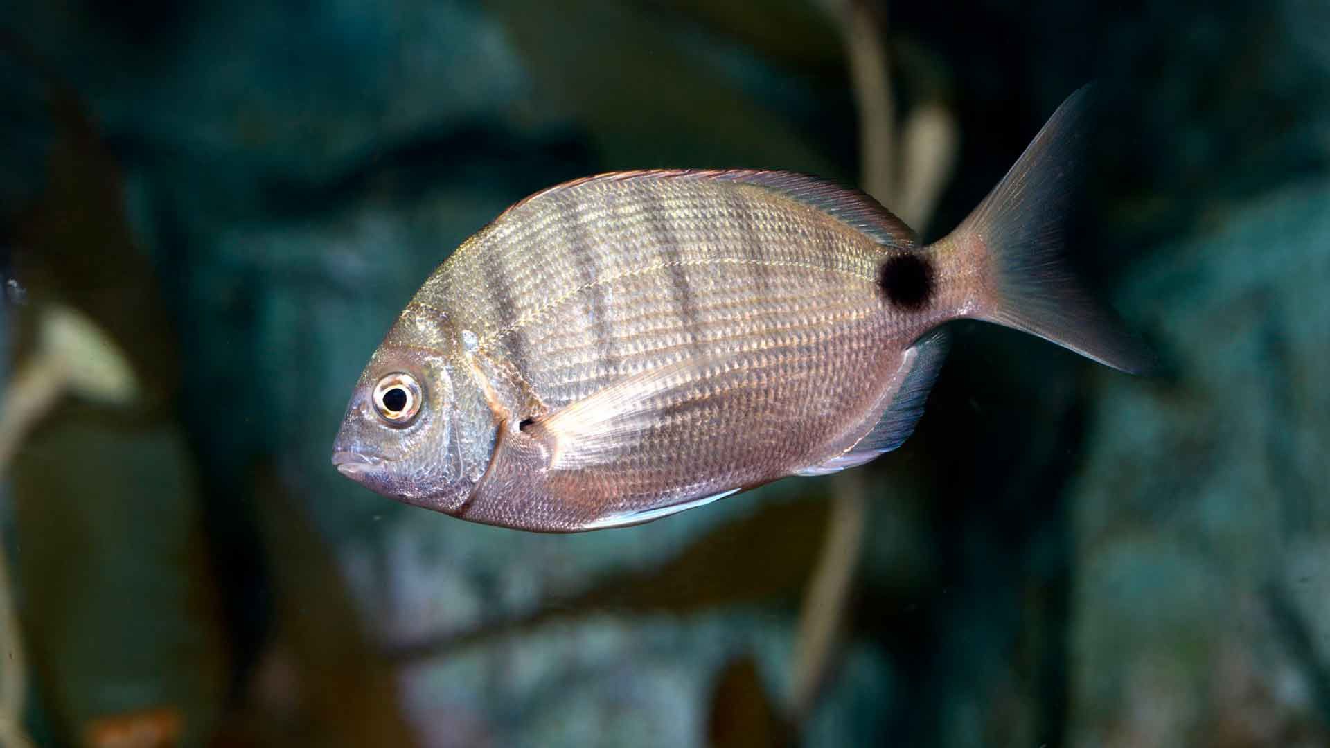 Sargo Común Poema Del Mar Acuario Gran Canaria