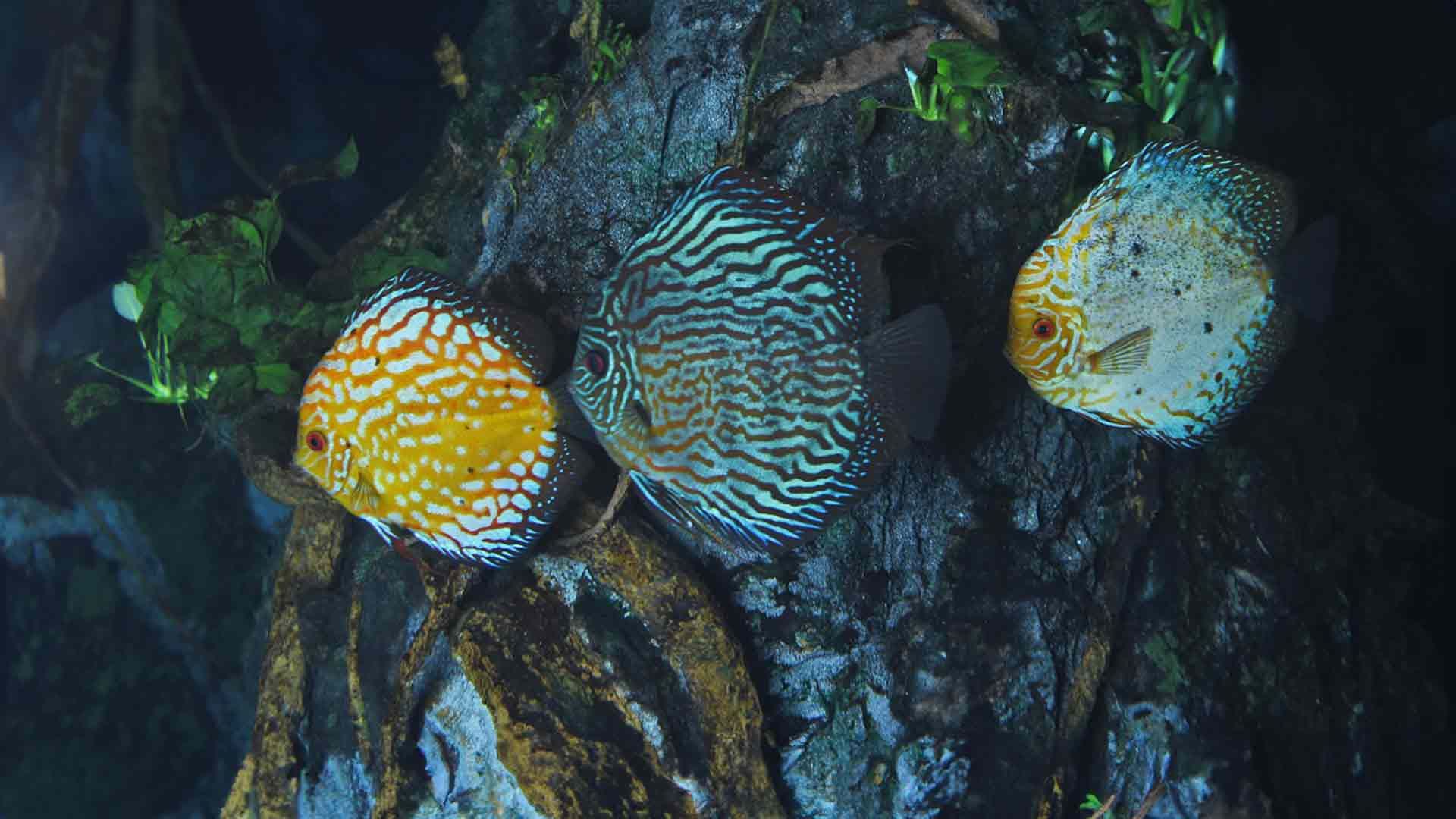 Discus Fish