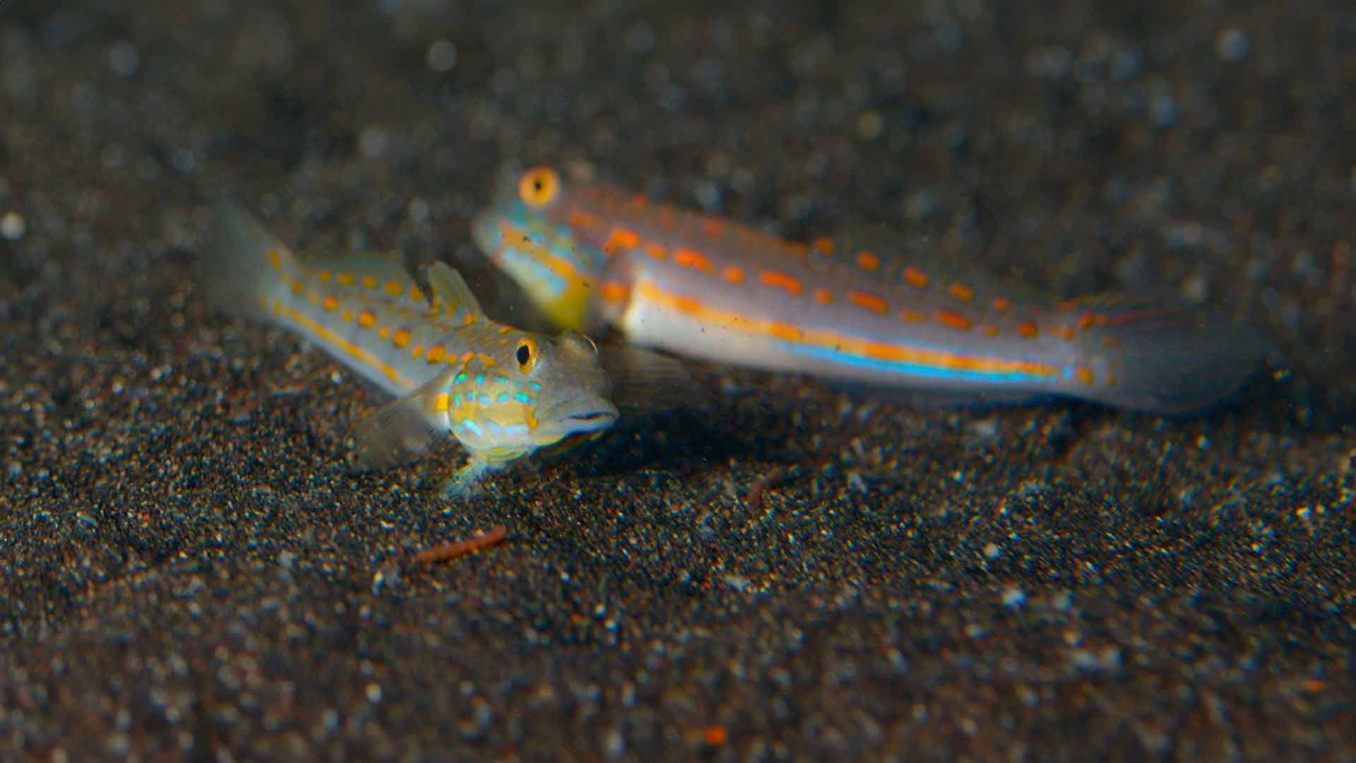 Diamond Watchman Goby