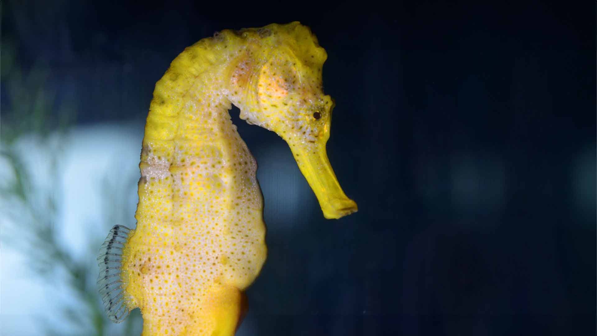 Longsnout Seahorse