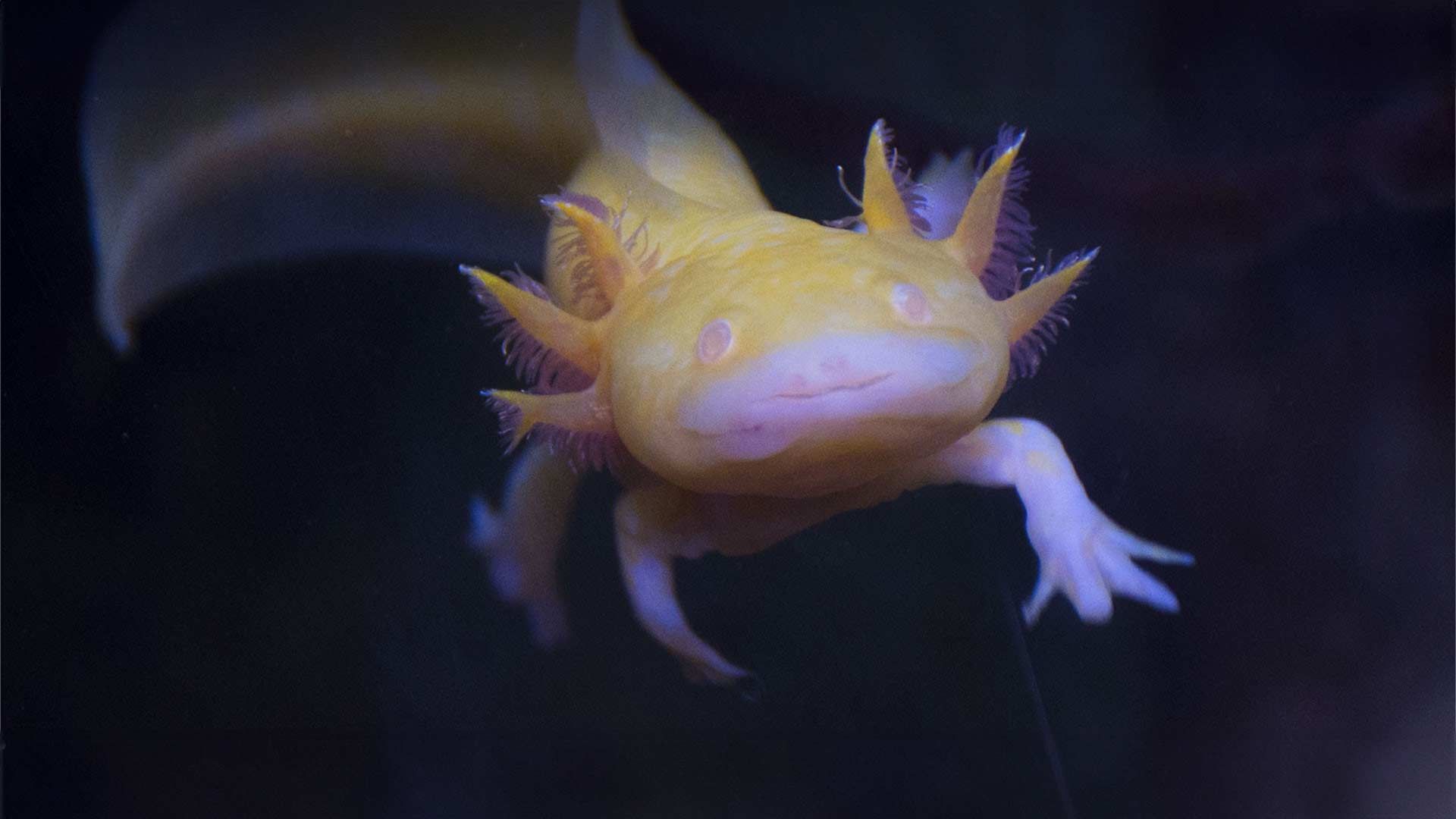 Mexican Axolotl