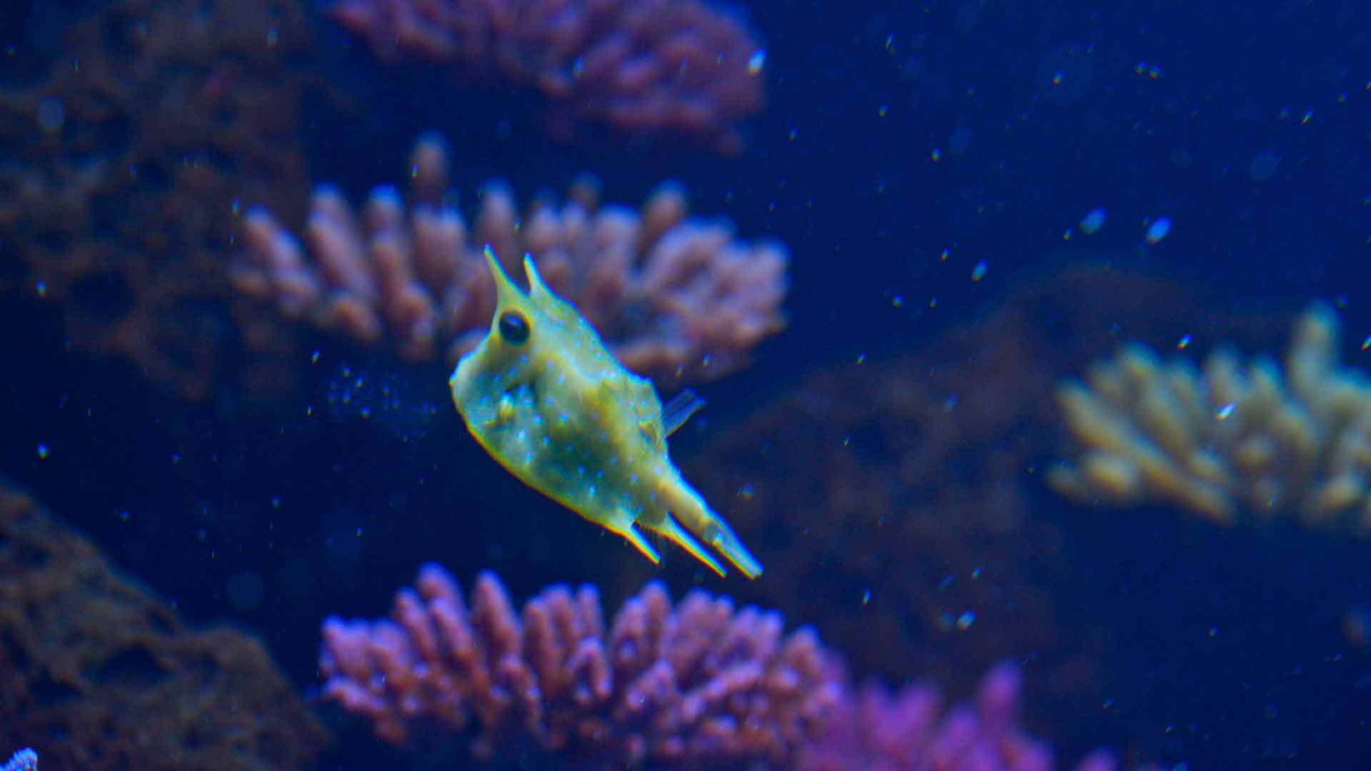 Longhorn Crowfish