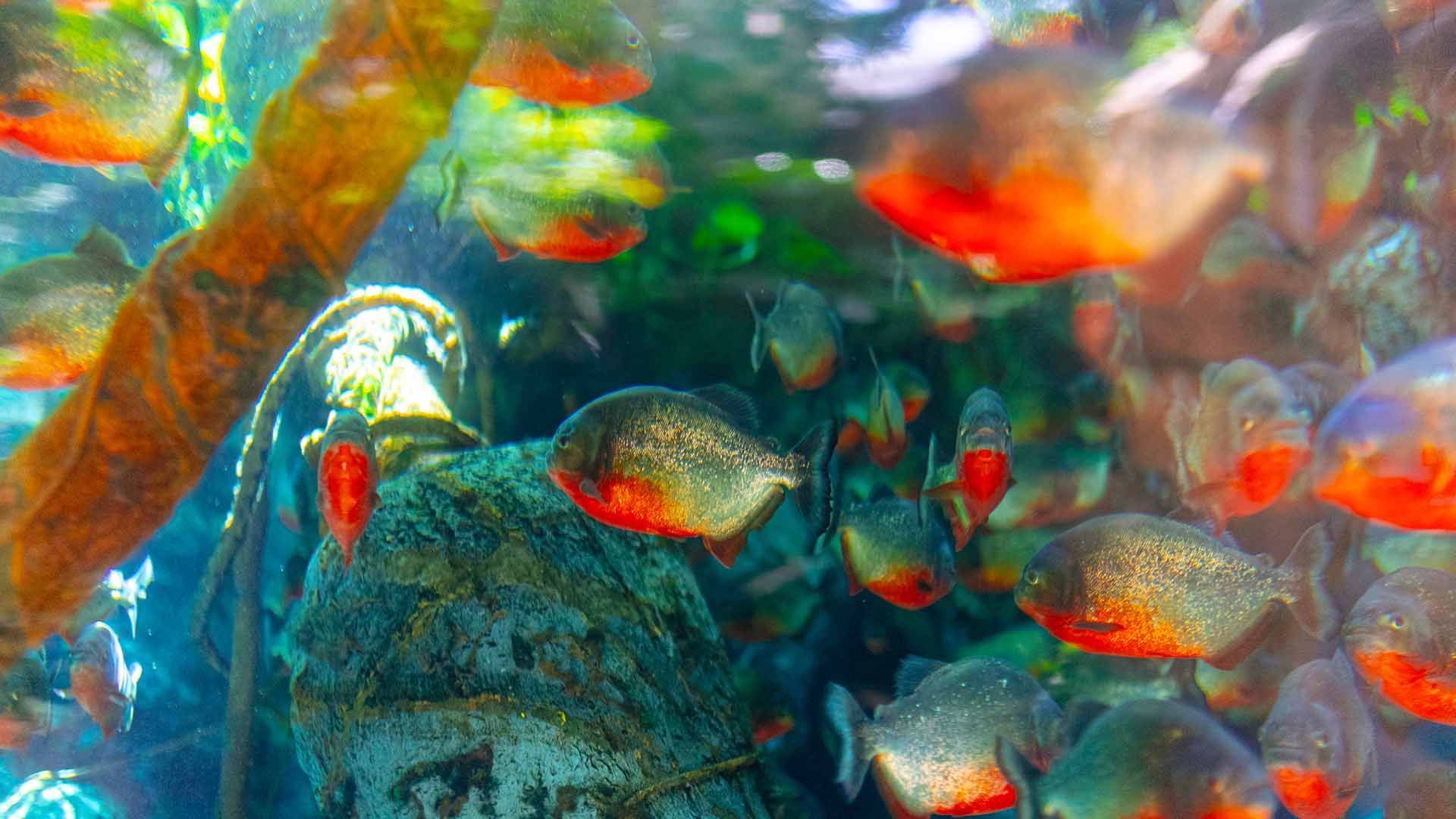 Piraña de vientre rojo Poema del Mar Acuario Gran Canaria