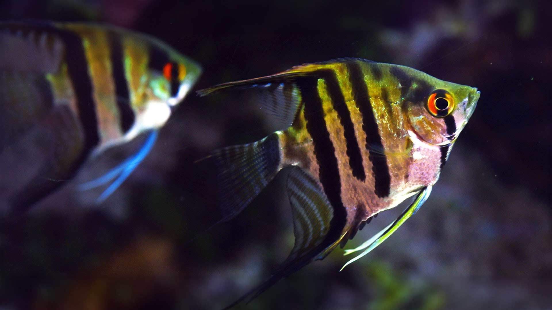 Freshwater Angelfish