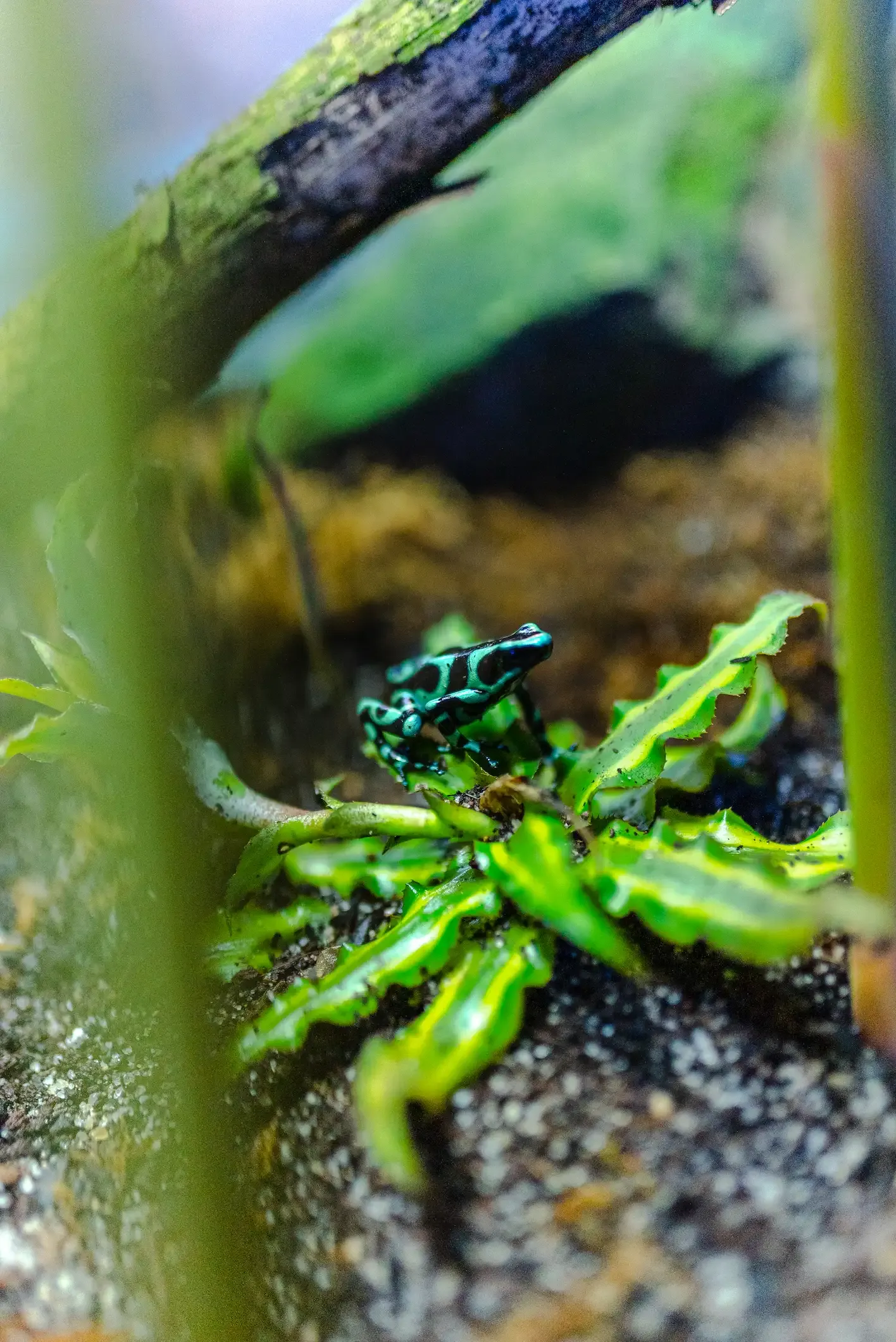 Rana felcha verde y negra de lejos