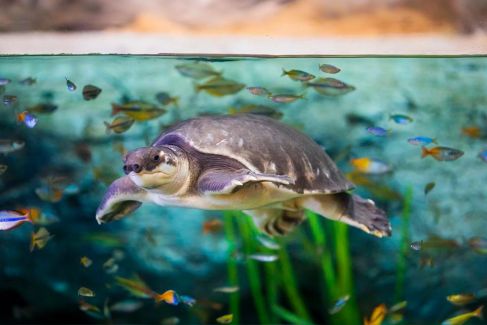 Pig-nosed Turtle Poema del Mar Aquarium