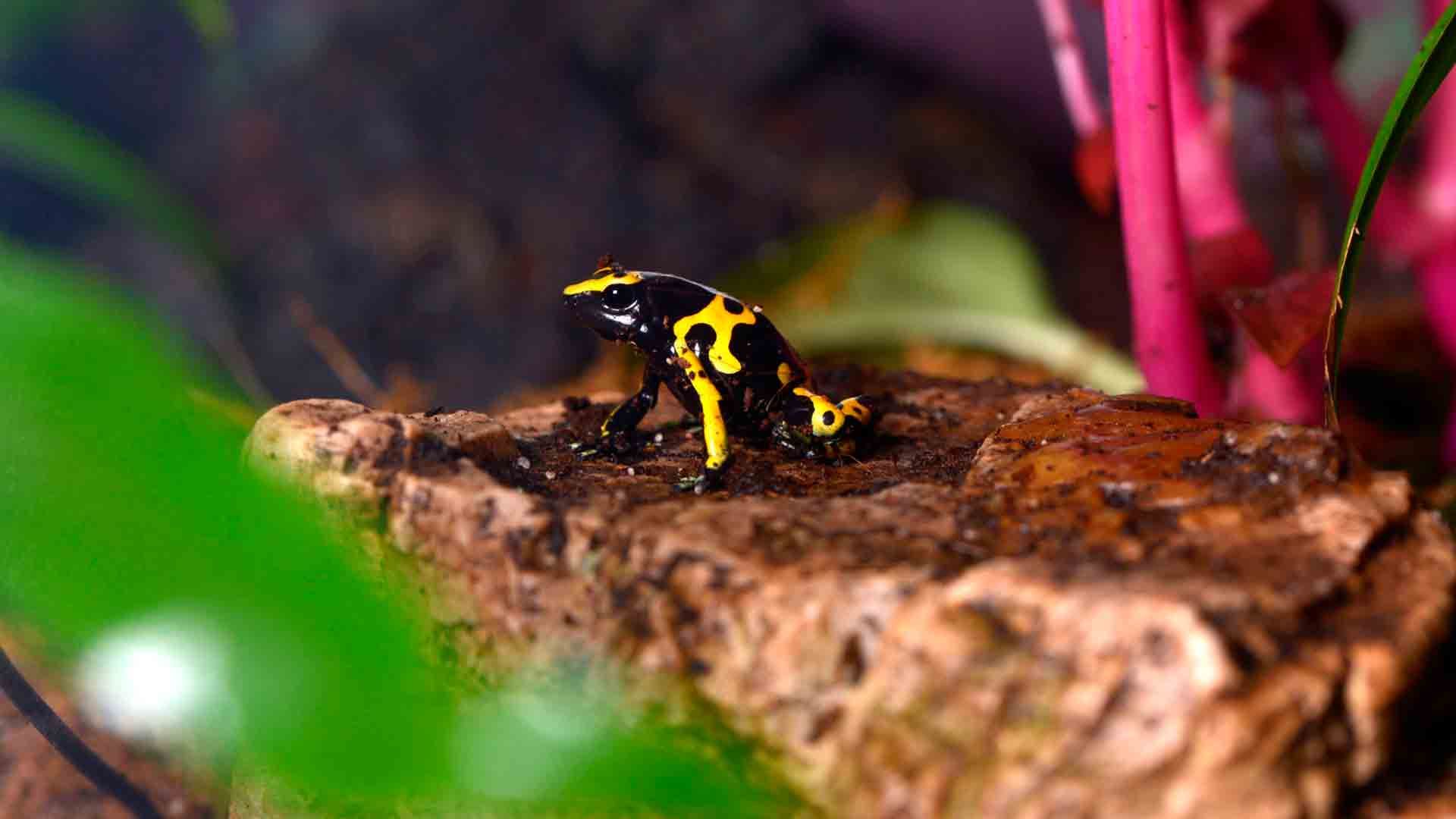 Yellow Banded Poison Dart Frog