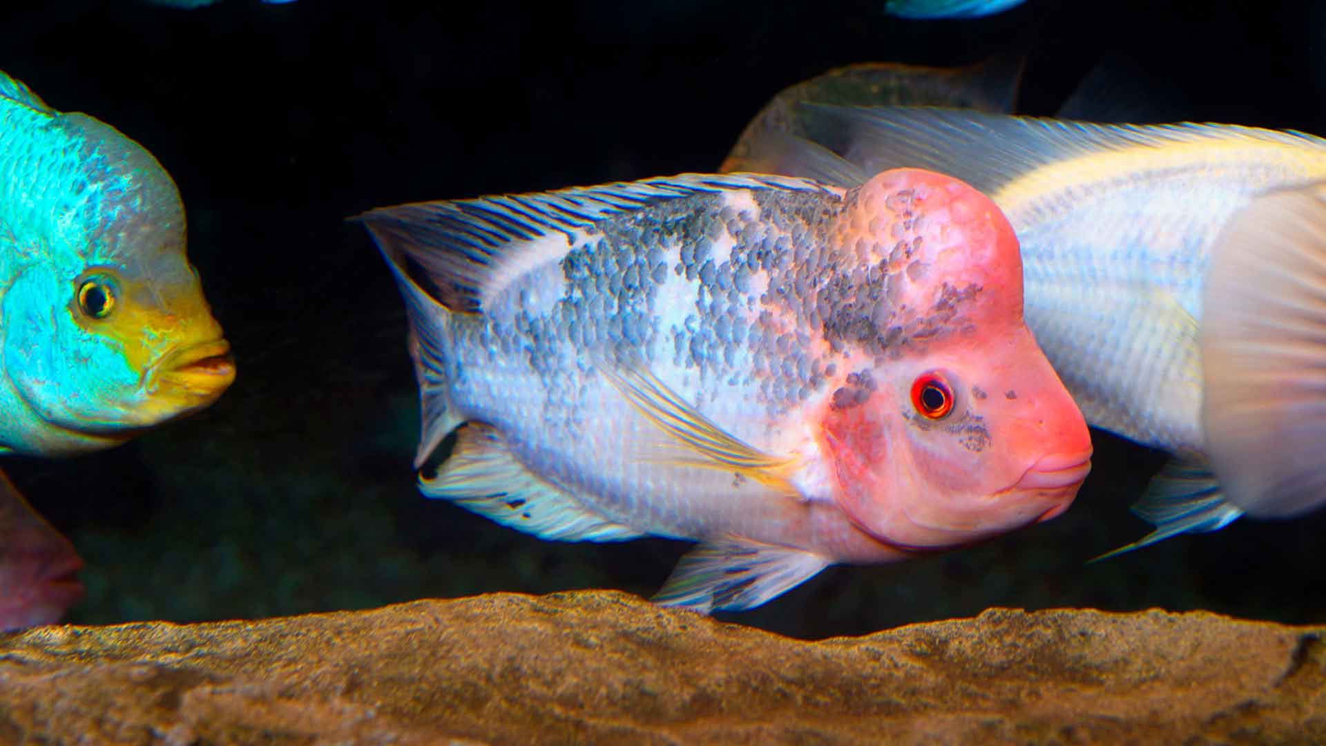 Midas Cichlid