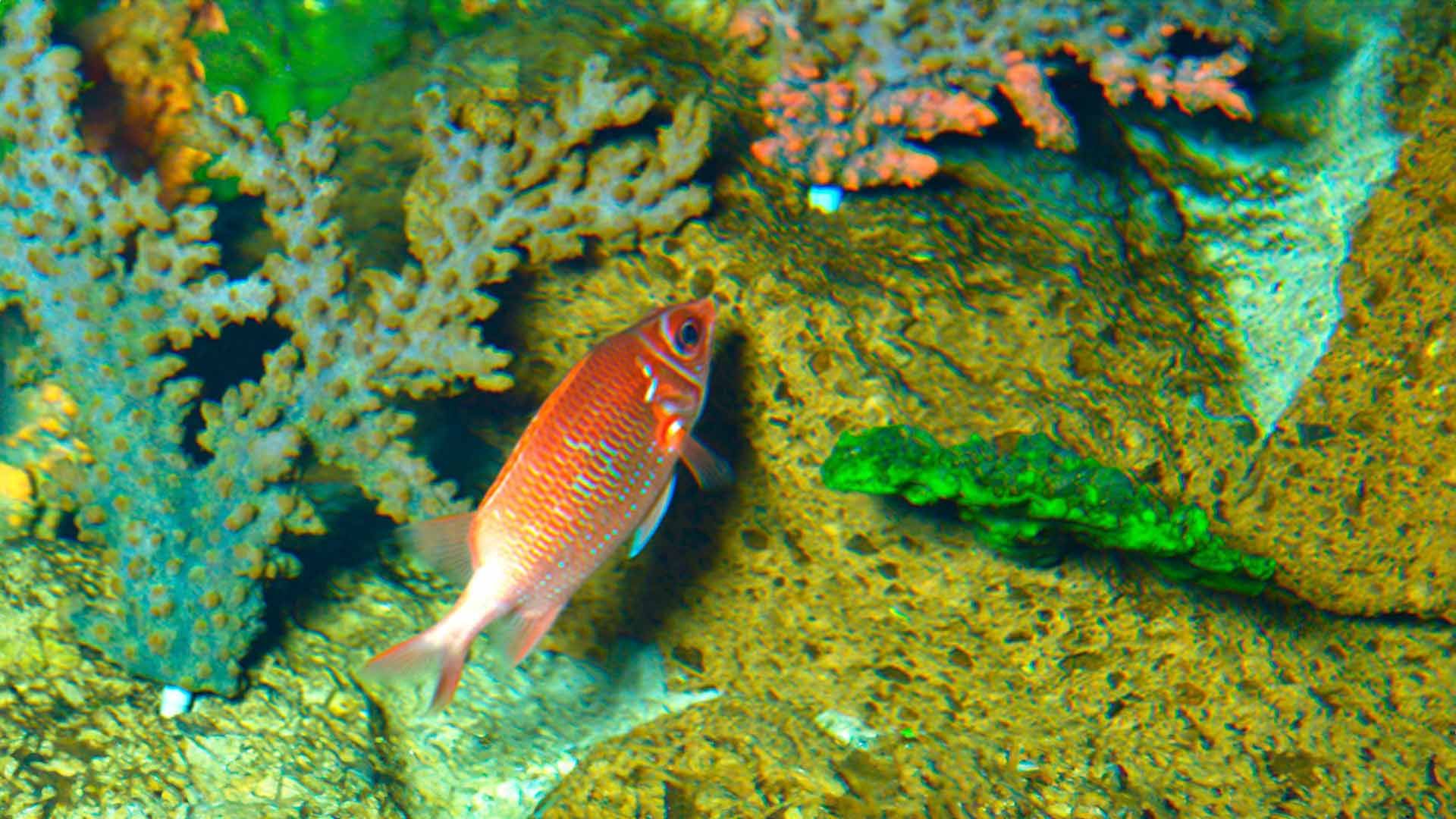 Silverspot Squirrelfish