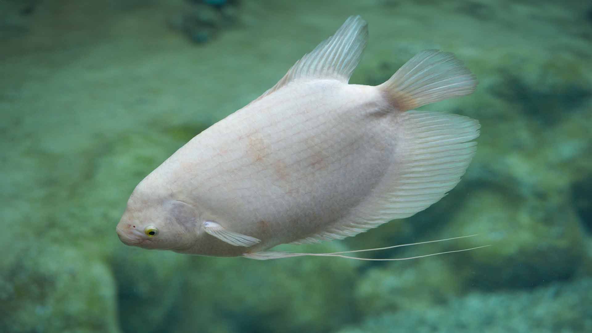 Giant Gourami