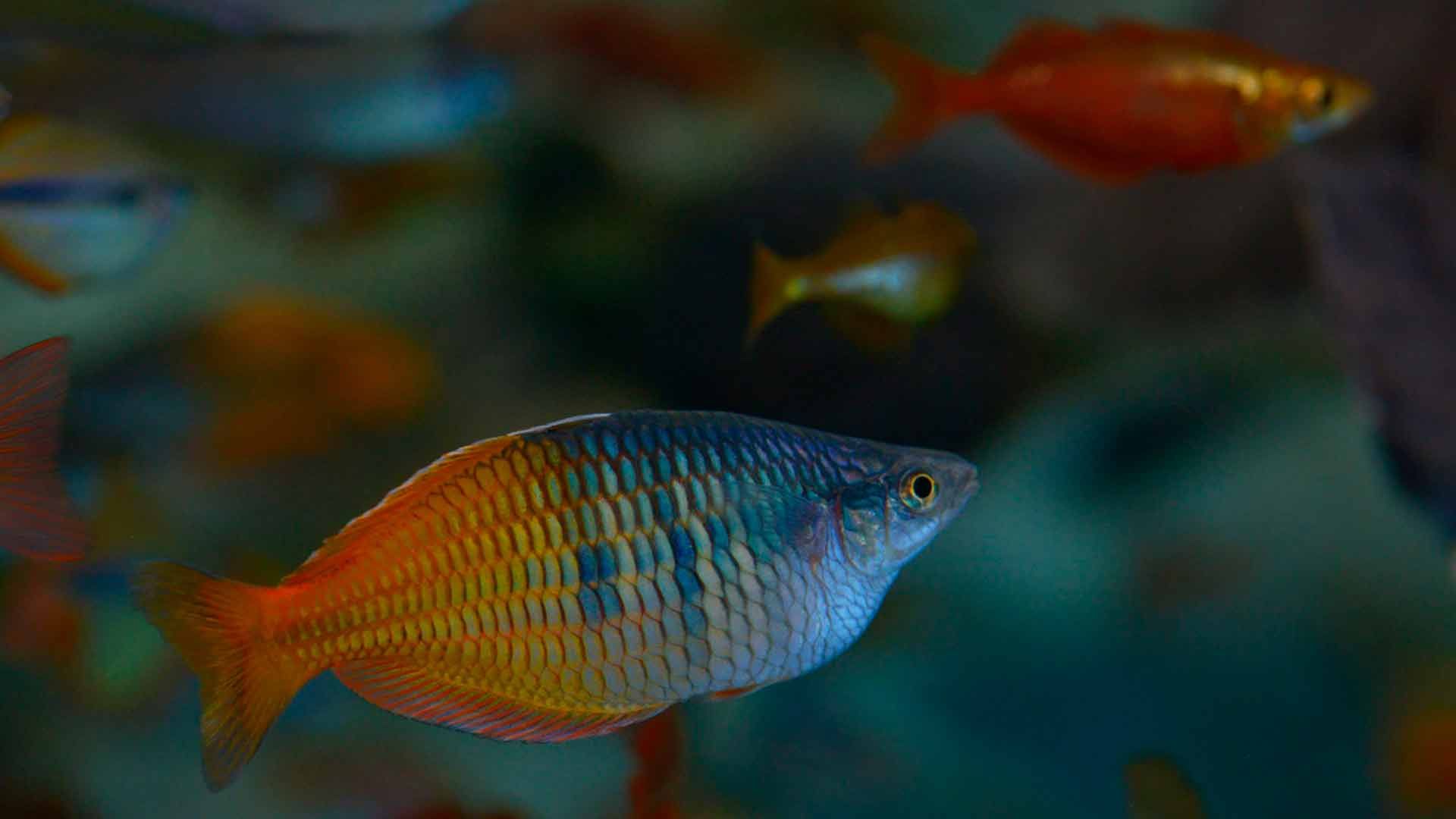 Parkinson Rainbowfish