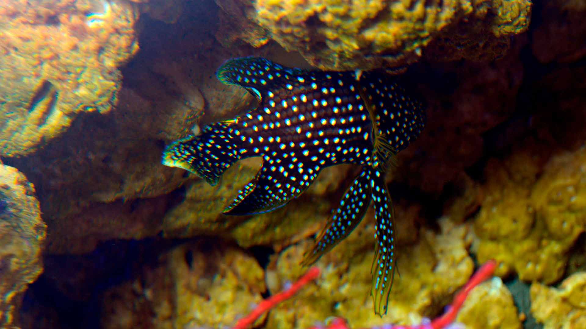 Comet Tailed Goldfish