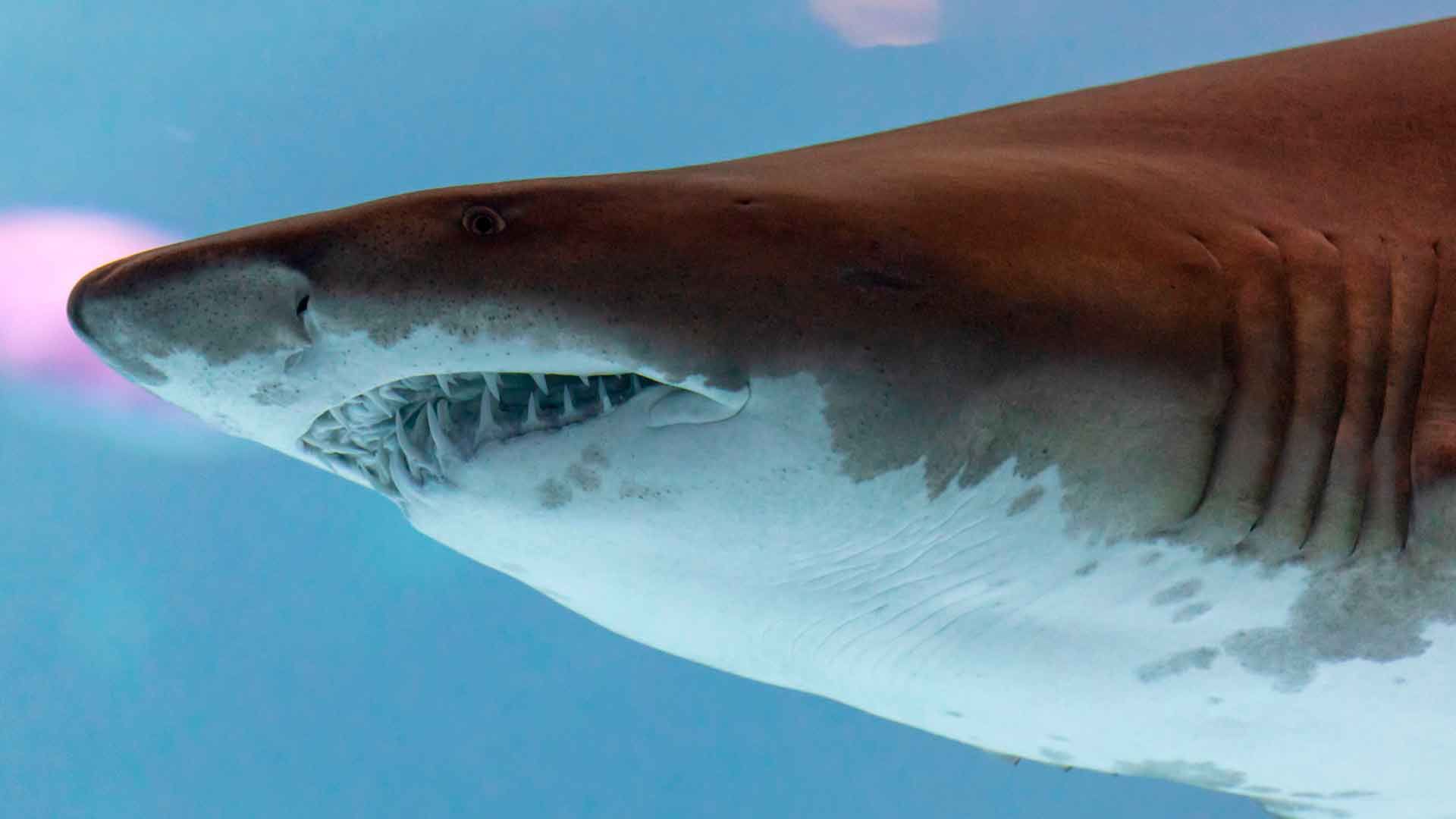 Sand Tiger Shark