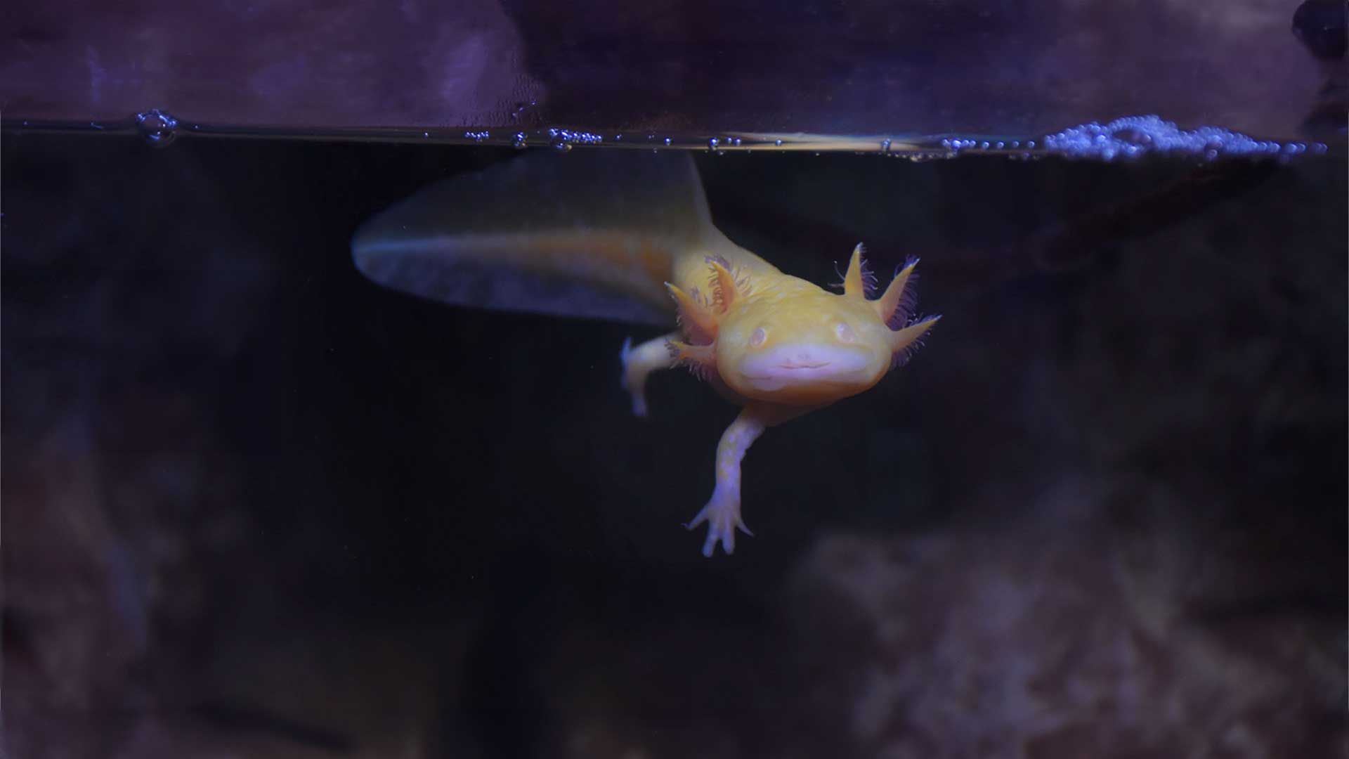 Mexican Axolotl