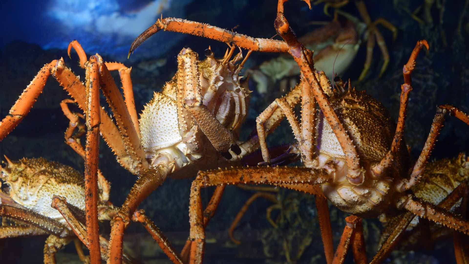 Giant Spider Crab