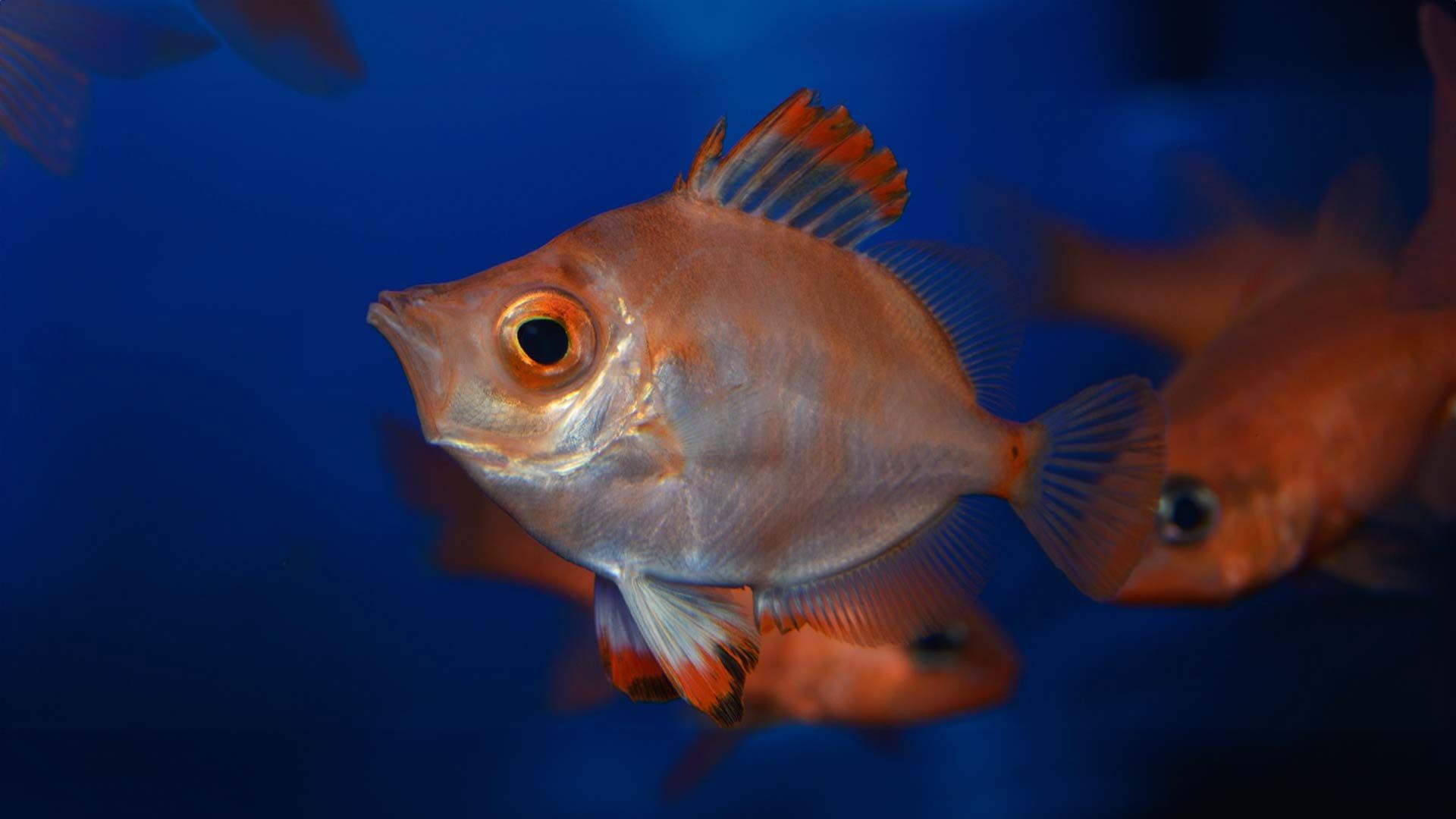 Boarfish