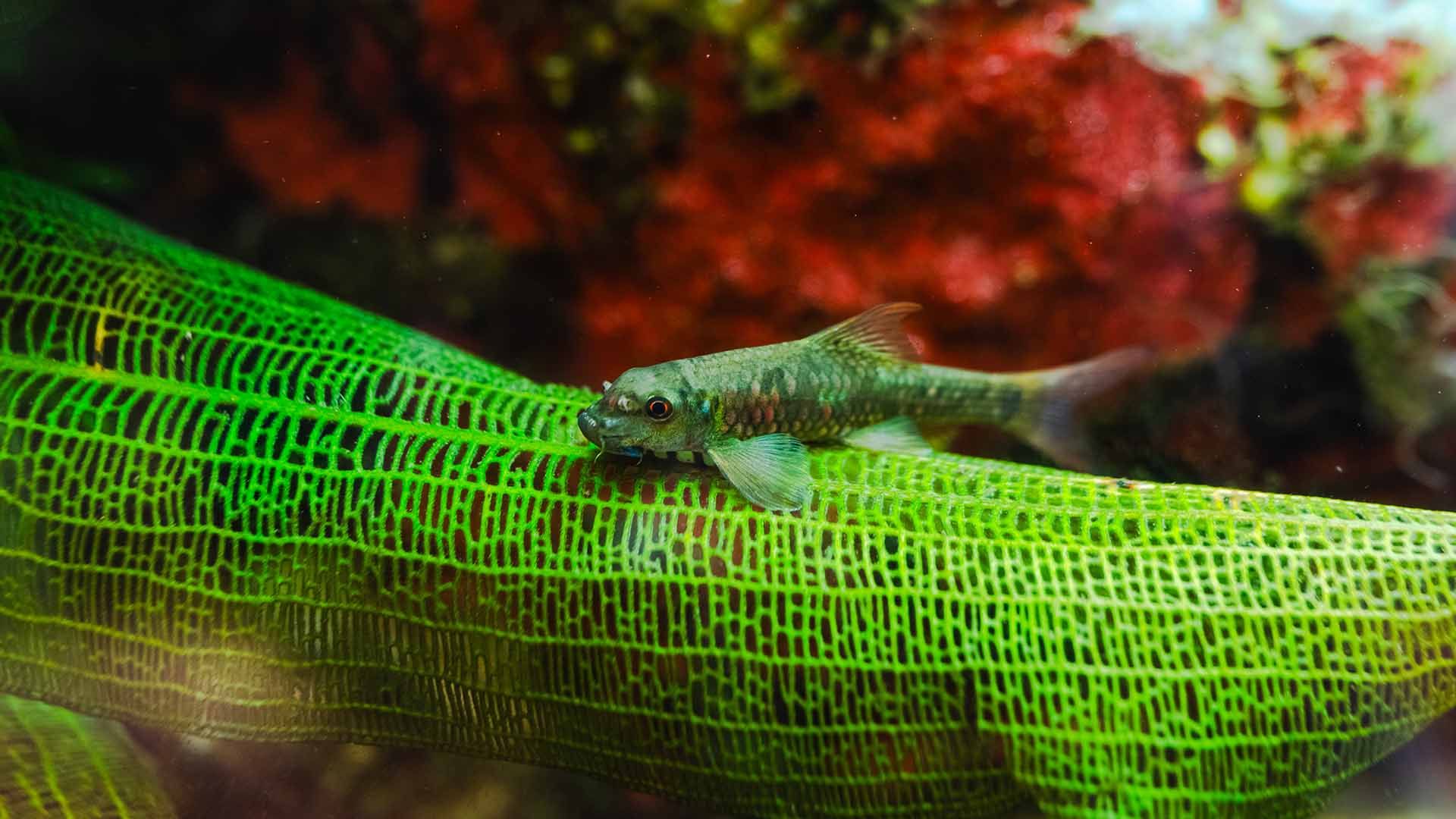 Afrikanischer Schmetterlingsbuntbarsch Poema del Mar Aquarium Gran Canaria