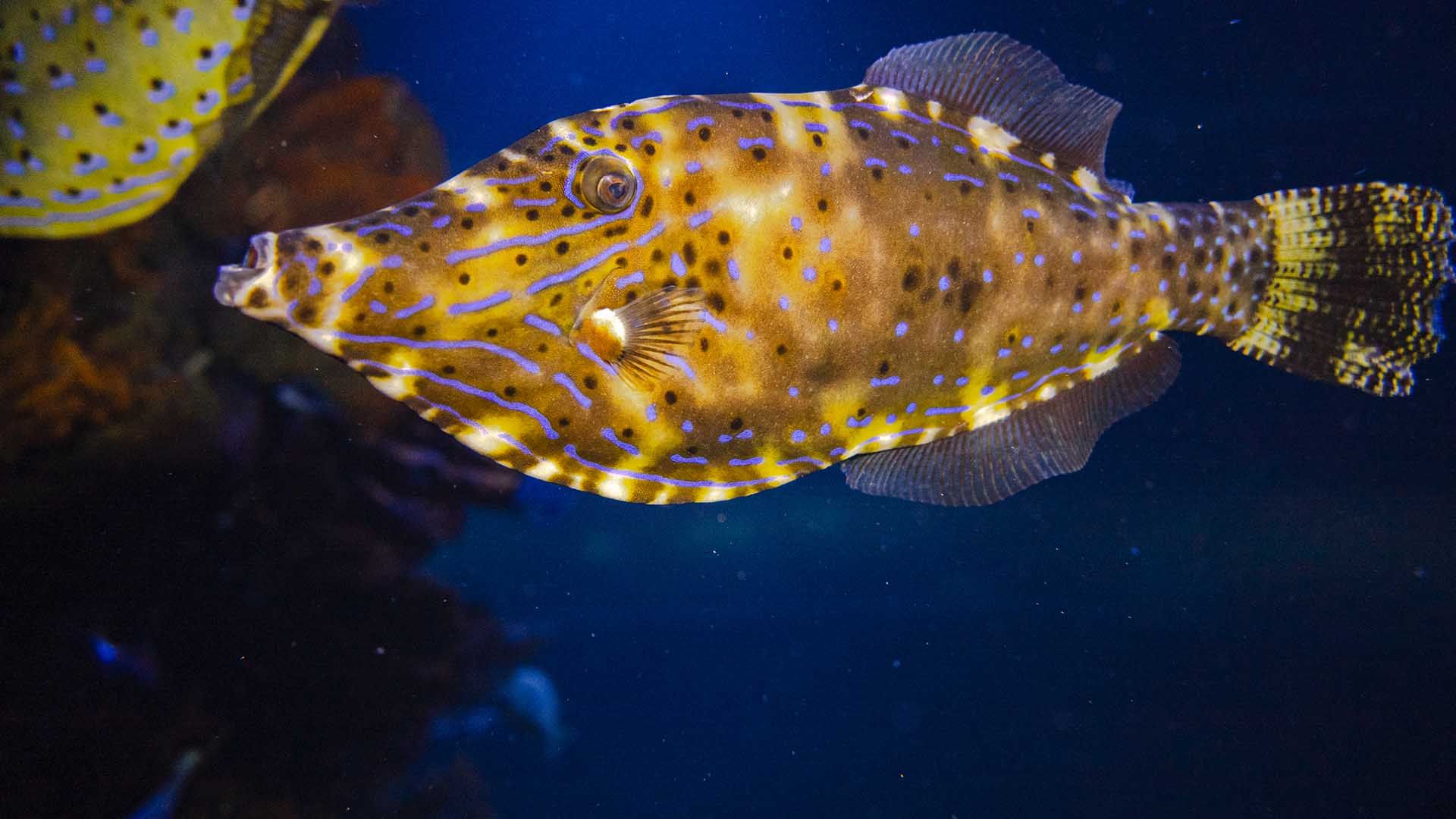 Gallo azul Poema Del Mar Acuario Gran Canaria