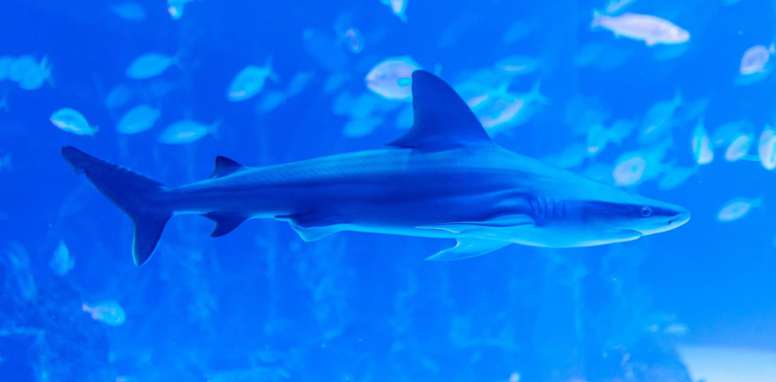 Sandbankhai (Carcharhinus plumbeus)