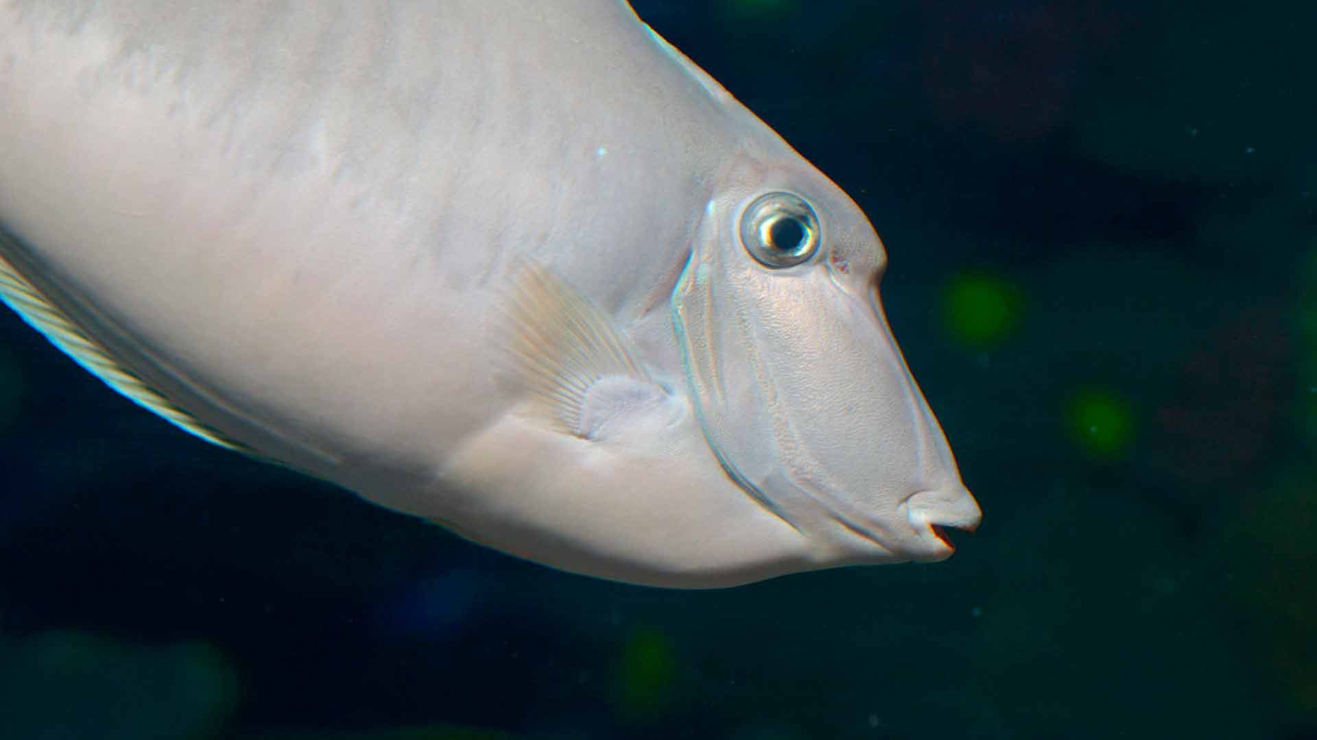 Unicornfish